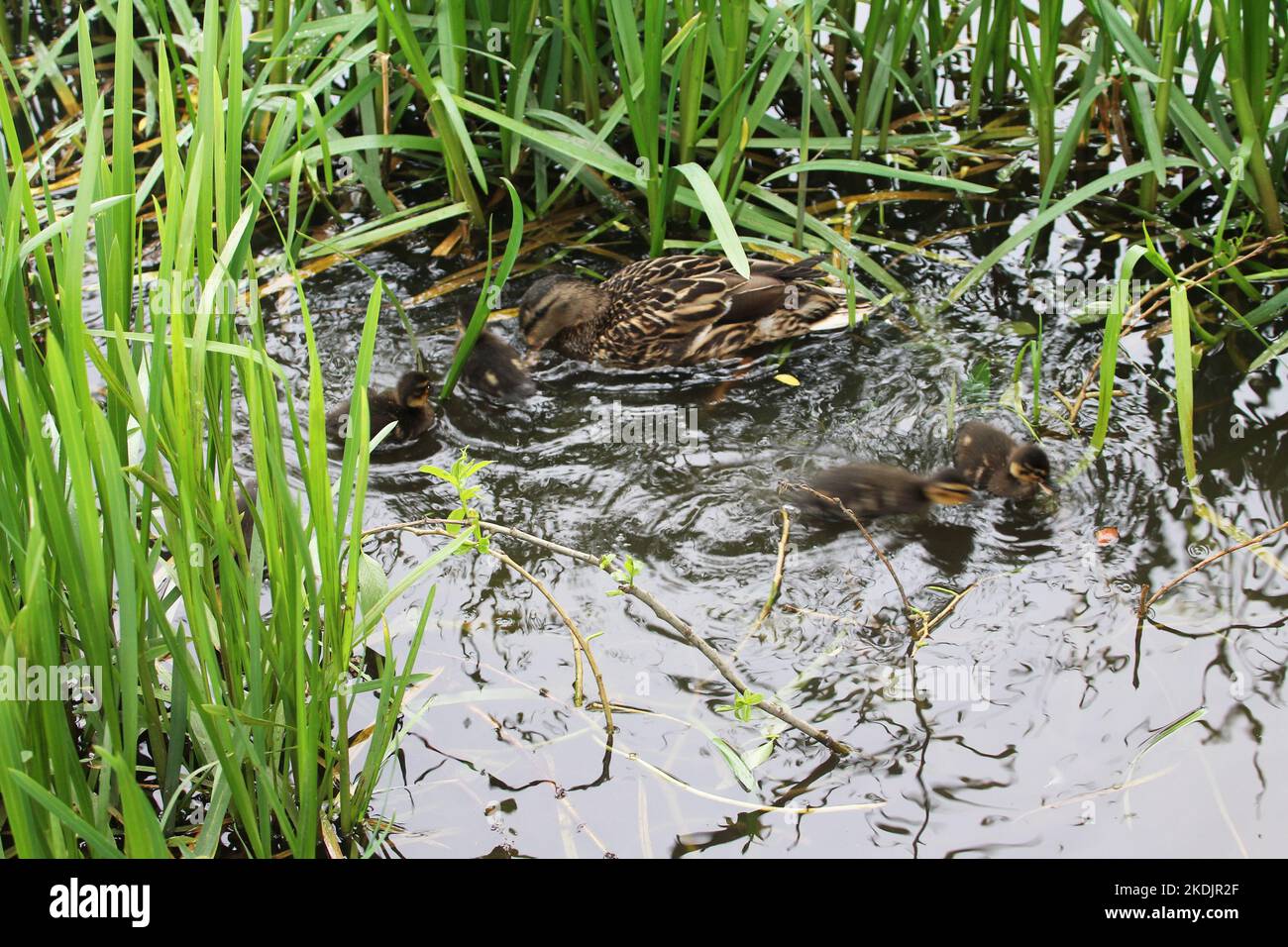 Les canards et les poussins apprennent à nager dans l'eau Banque D'Images