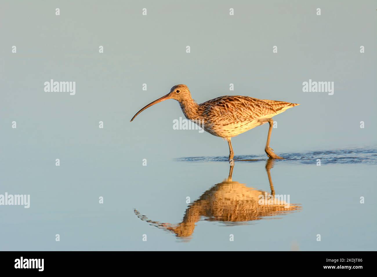 Numenius arquata, curlew, oiseau migrateur au milieu du lac à la recherche de nourriture, au coucher du soleil, îles baléares mallorca espagne Banque D'Images