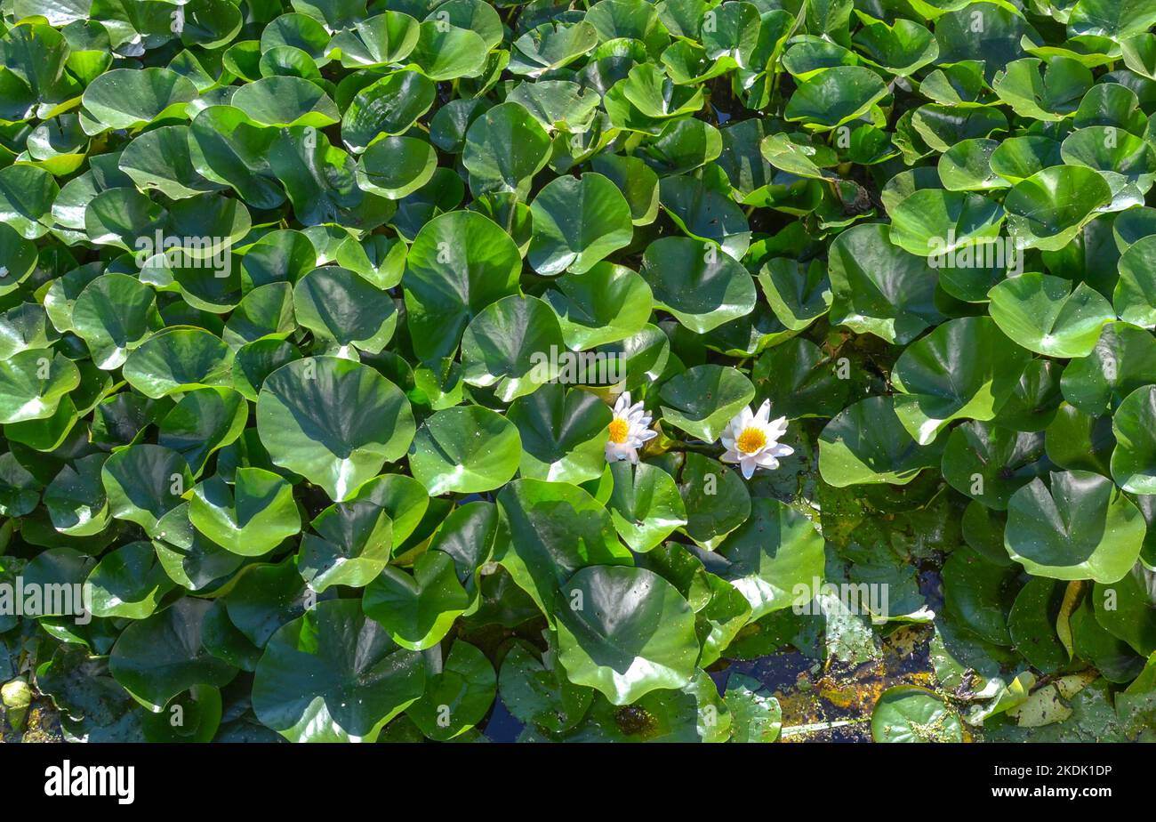 De nombreuses feuilles de nénuphars vertes et deux fleurs blanches sur la rivière dans l'étang Banque D'Images