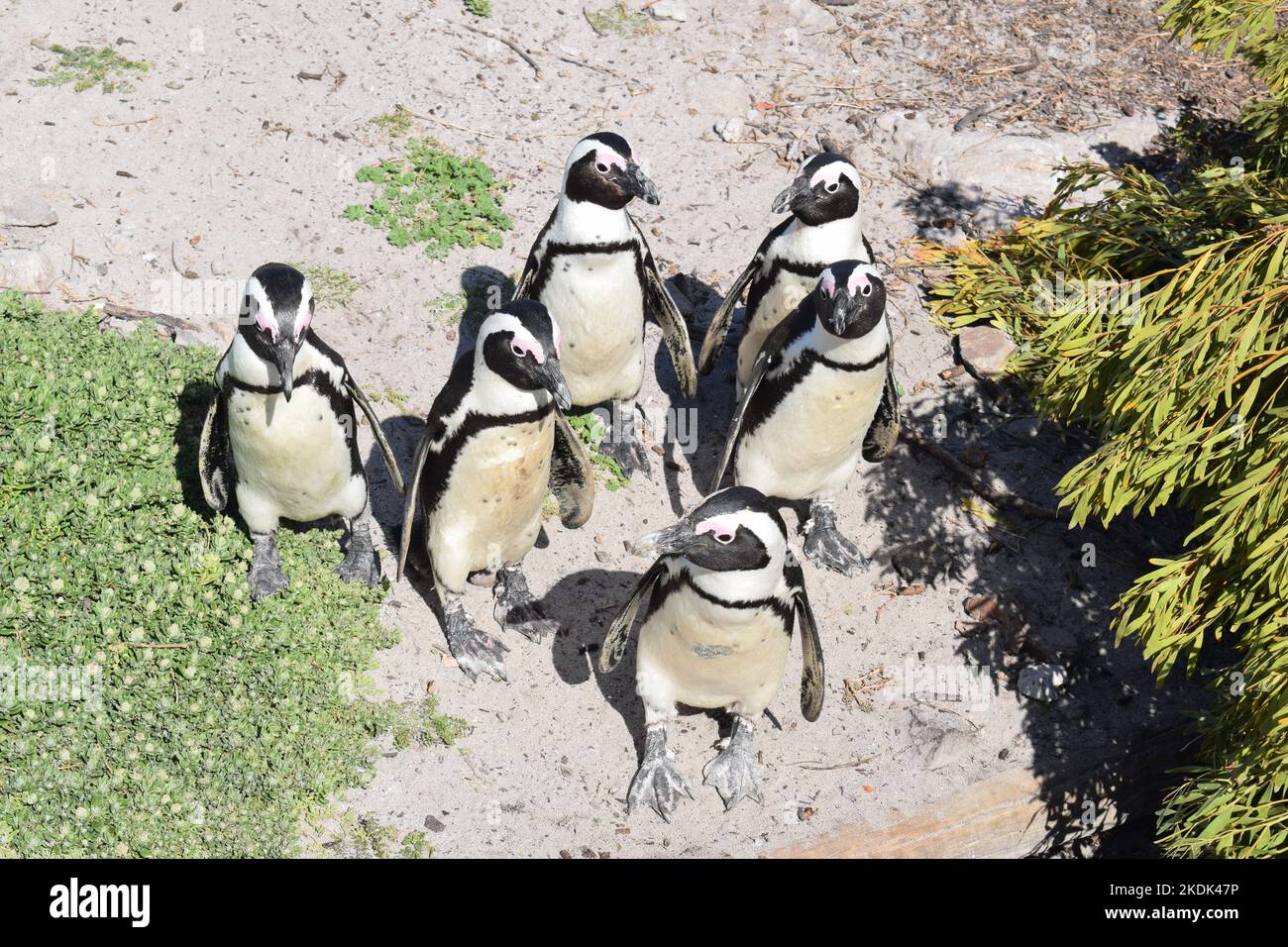 Colonie de pingouins de Betty's Bay Banque D'Images