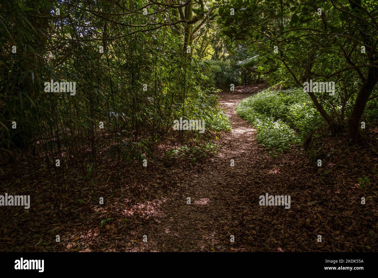 Un sentier à travers le jardin sauvage subtropical Penjjick à Cornwall. Penjerrick Garden est reconnu comme le véritable jardin de la jungle de Cornmurals en Angleterre Banque D'Images