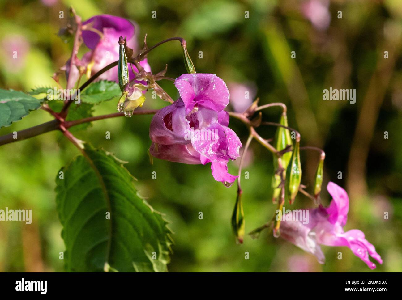 Balsam de l'Himalaya, Chipping, Preston, Lancashire, Royaume-Uni Banque D'Images