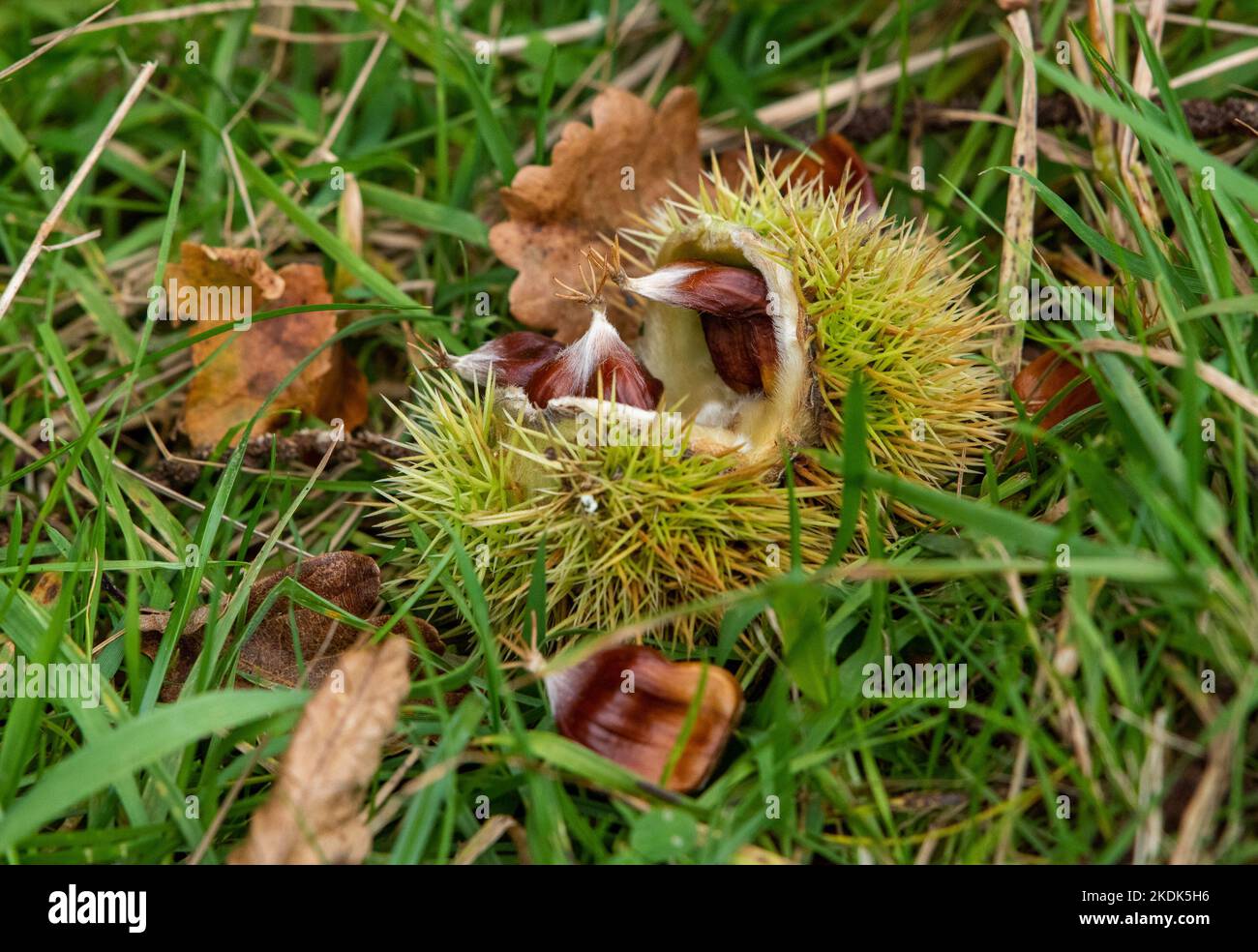 Un châtaignier à Levens Deer Park, Kendal, Cumbria, Royaume-Uni Banque D'Images