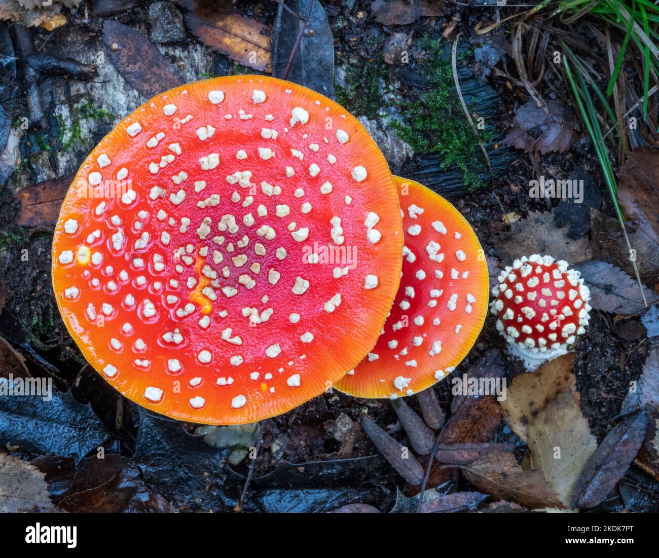 Un groupe coloré de champignon de la mouche agarique, croissant sur le sol des bois parmi les feuilles mortes Banque D'Images