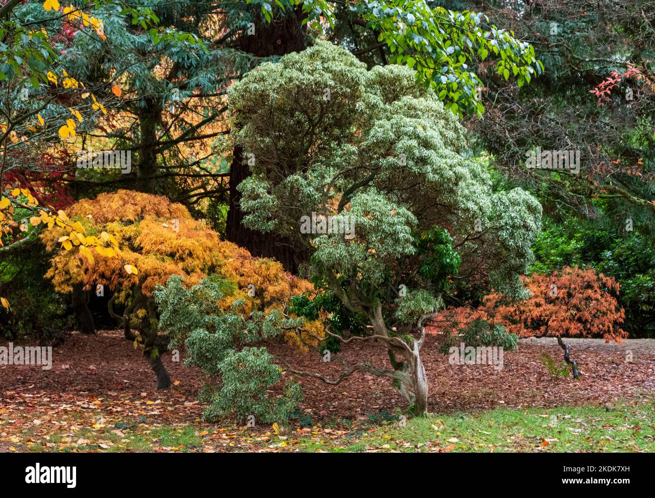 Arbres d'automne colorés avec un tapis de feuilles Banque D'Images