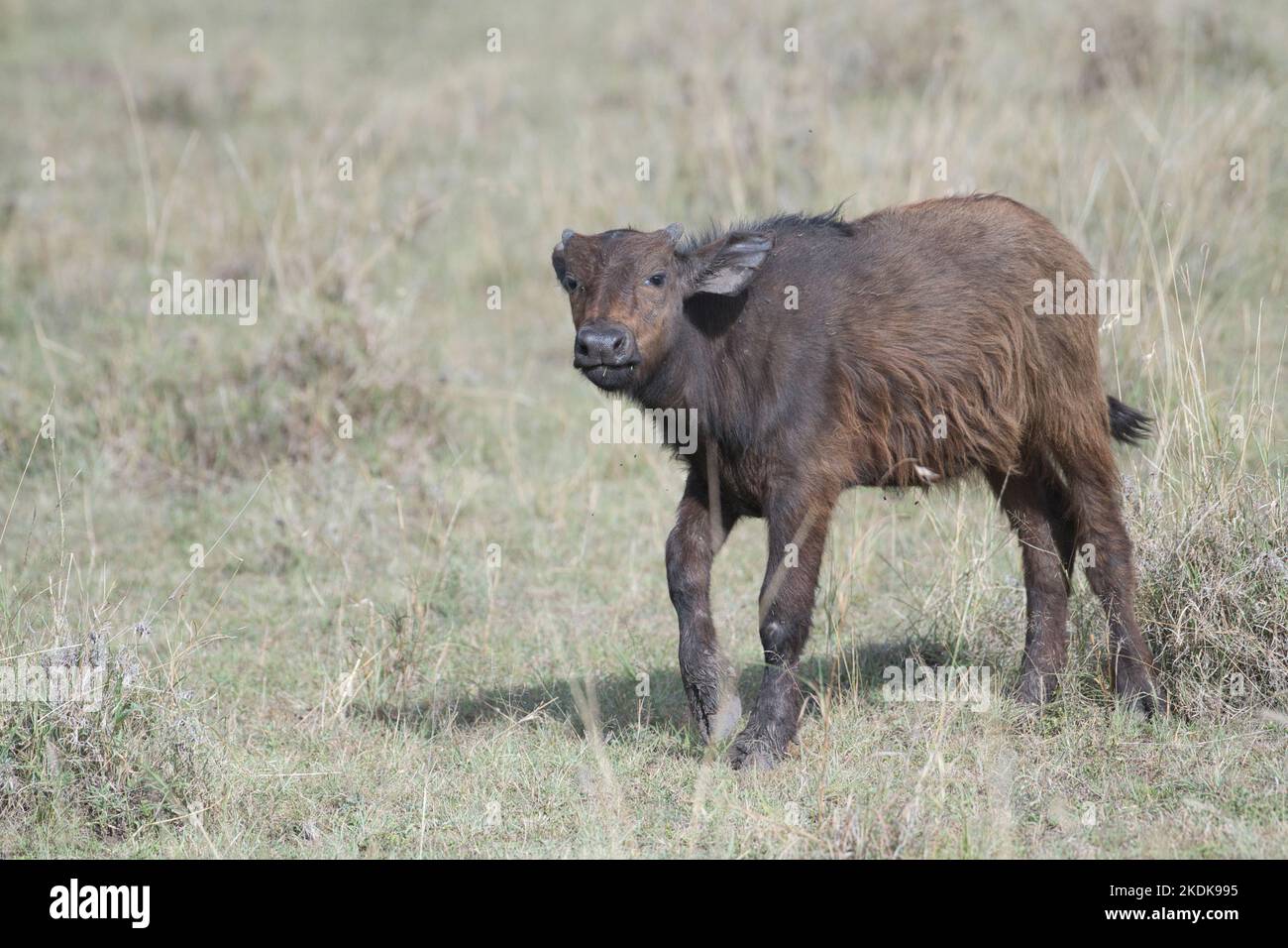 Buffle du Cap (Syncerus caffer). Jeune veau Banque D'Images