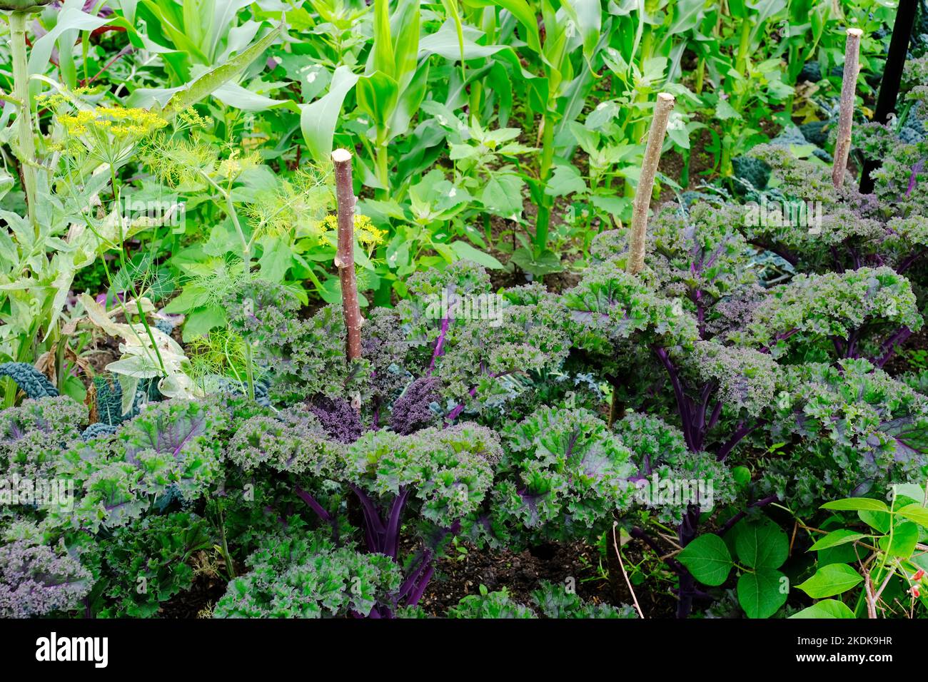 Jardin potager - John Gollop Banque D'Images