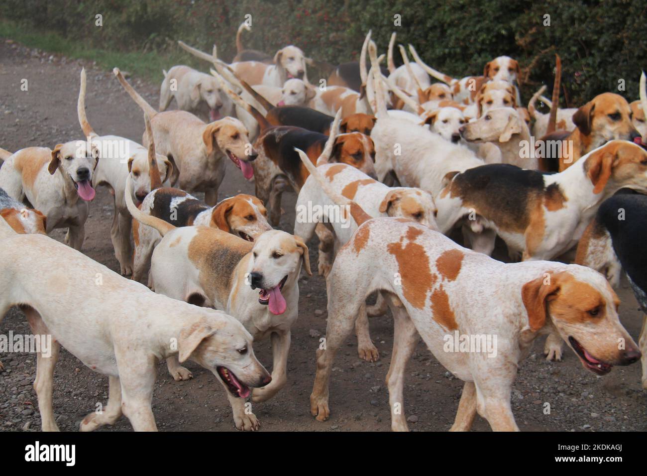 Un pack de chiens de chasse bien formés. Banque D'Images