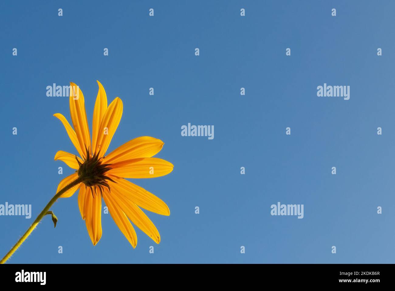 Fleur jaune sur fond bleu ciel. Artichaut de Jérusalem. Fond floral naturel. Copier l'espace pour le texte Banque D'Images