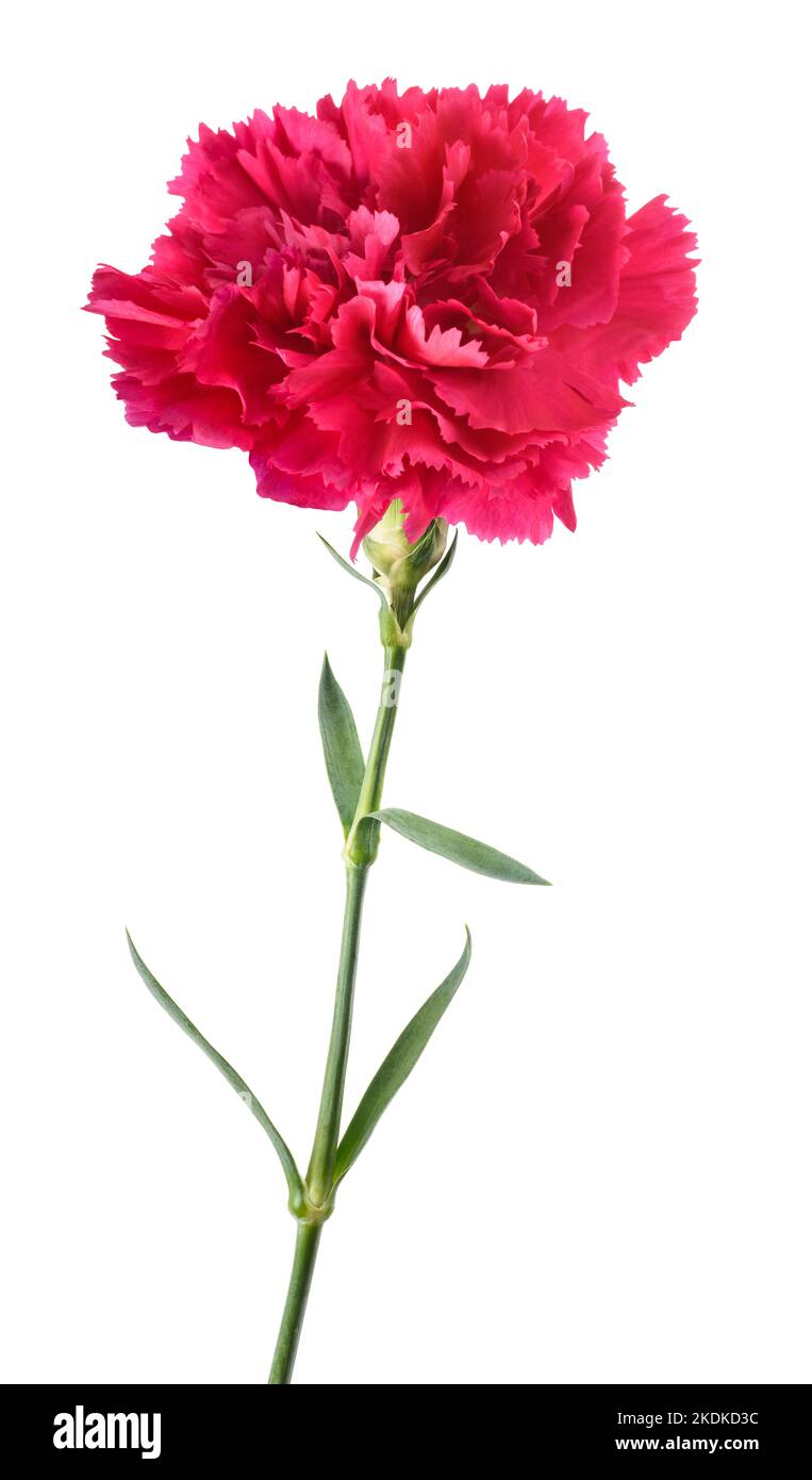 Fleur de carnation rose isolée sur fond blanc Banque D'Images