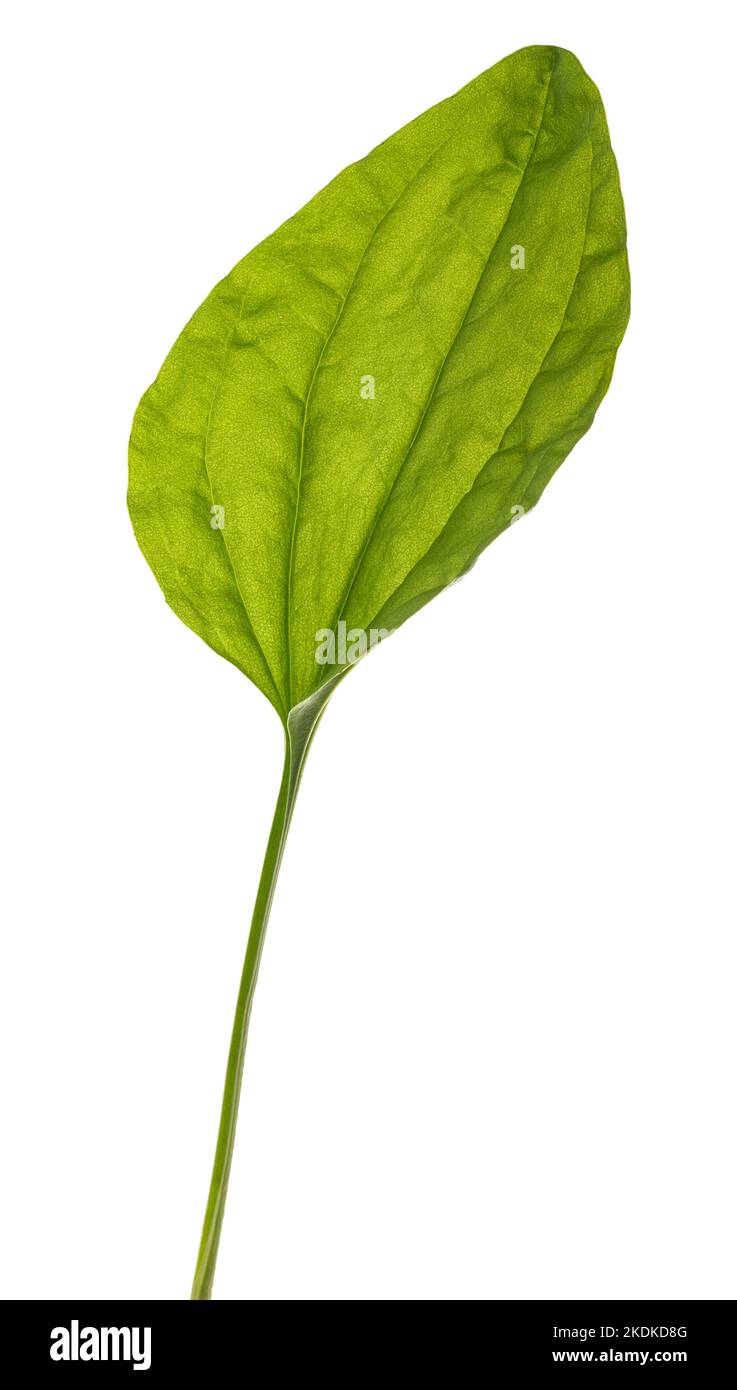 Feuilles de plantain à feuilles larges isolées sur fond blanc Banque D'Images