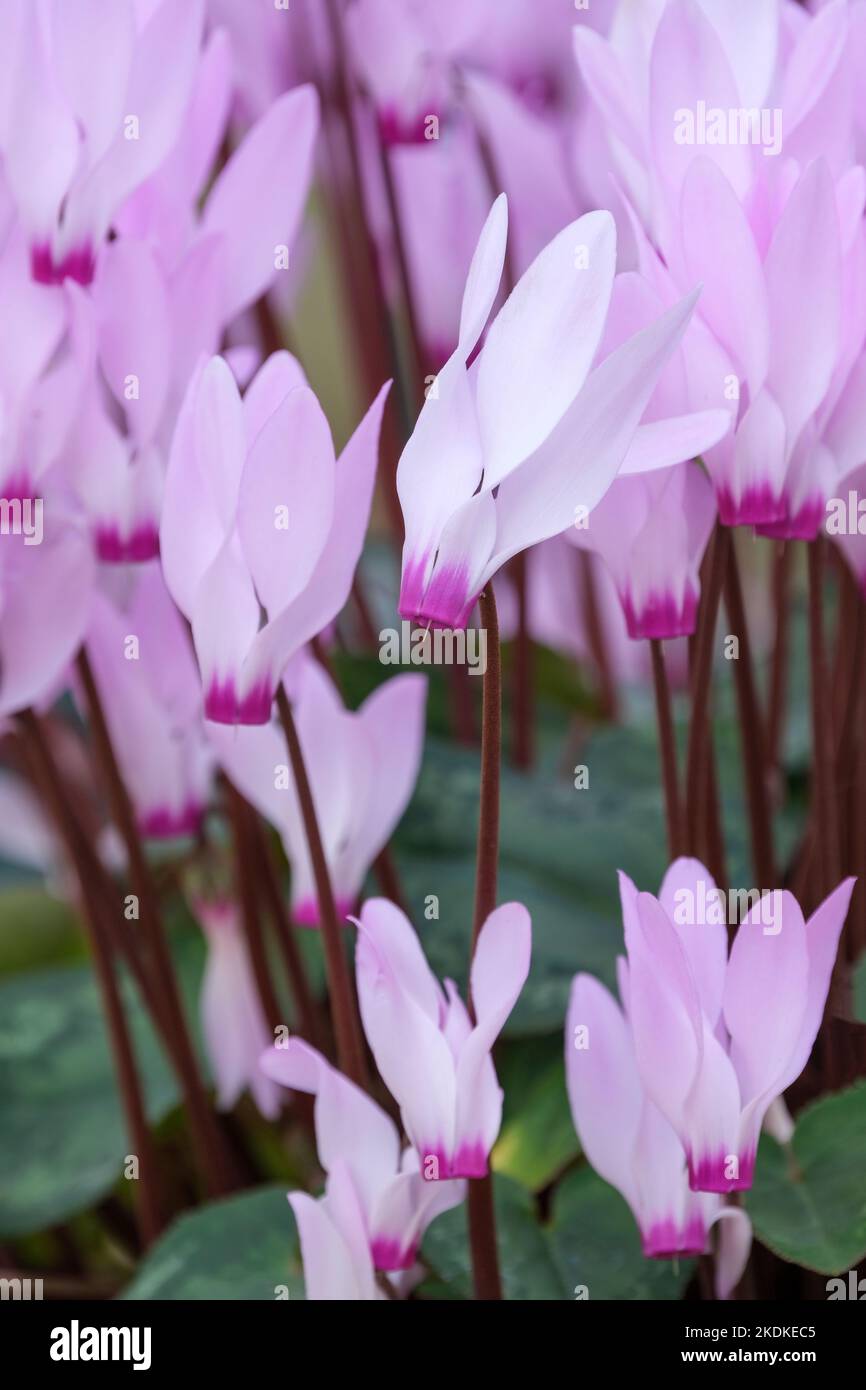 Cyclamen persicum, cyclamen perse, latifolium de Cyclamen, feuilles vert foncé, taches d'argent, Fleurs roses parfumées aux bouches de carmin Banque D'Images