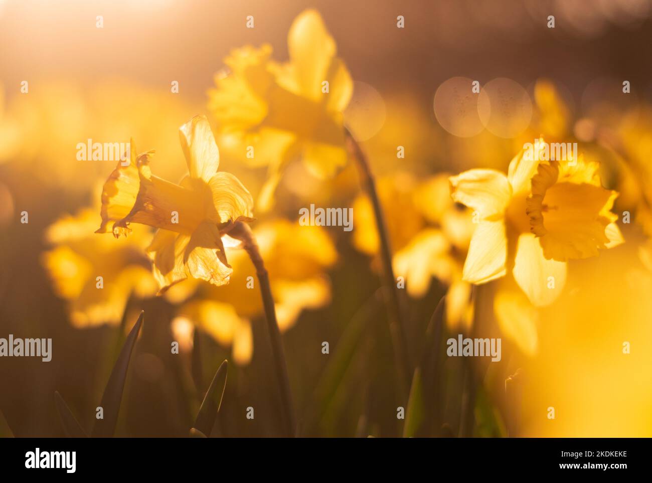 Jonquilles illuminées par le soleil couchant dans le parc Fairview Banque D'Images