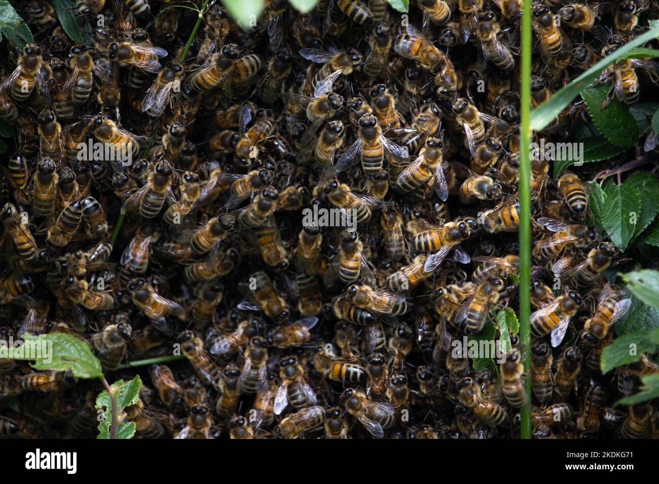 Un essaim d'abeilles a atterri dans un jardin de Cornwall Banque D'Images