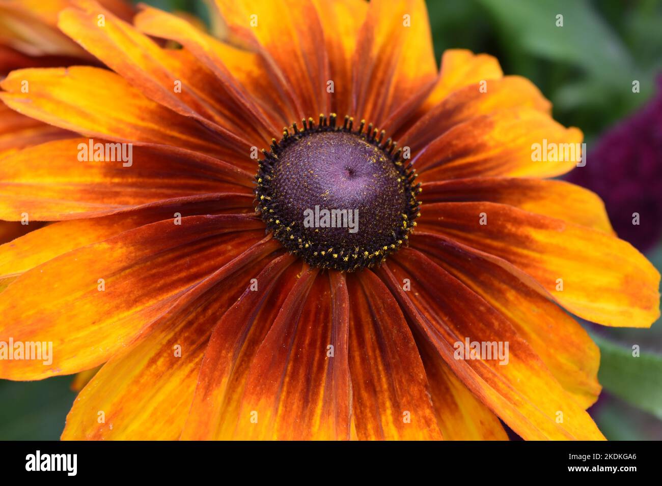 Black Eyed Susan Banque D'Images