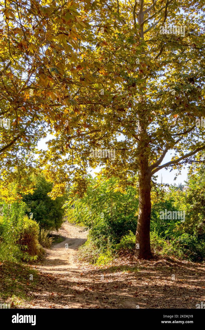 Le feuillage doré de l'arbre sycomore à la lumière du soleil. Chute de feuilles d'automne en Israël Banque D'Images