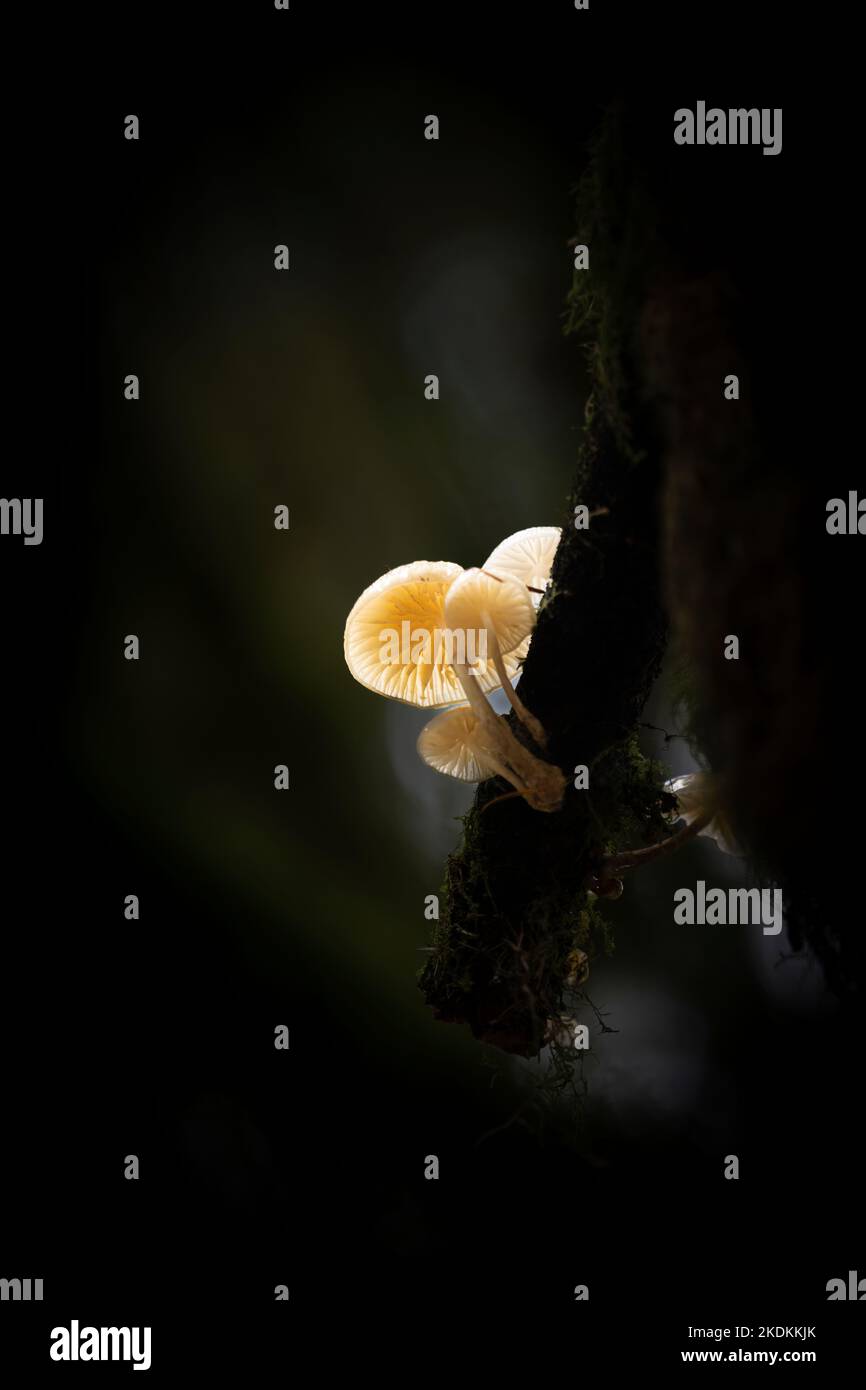 Champignons poussant à Reelig Glen près d'Inverness. Banque D'Images