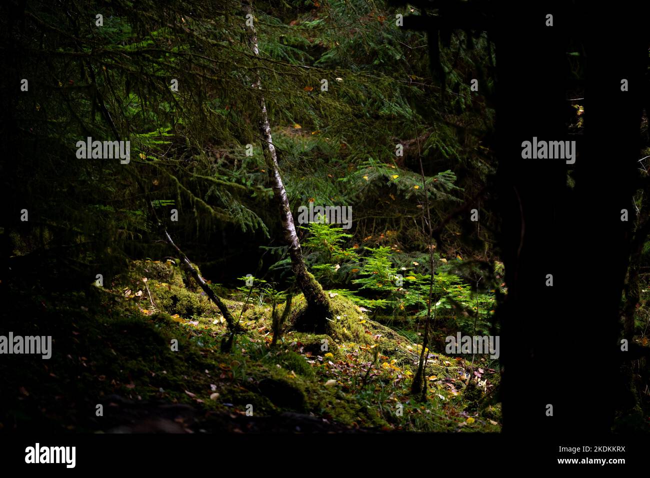 Une zone de lumière du soleil pénètre dans la lourde canopée de Reelig Glen Banque D'Images