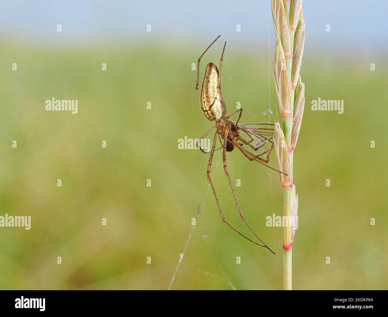 Araignée Orb weaver longue à mâchoires, Tetragnatha extensa, adulte sur la proie alimentaire de tige d'herbe Norfolk juin Banque D'Images