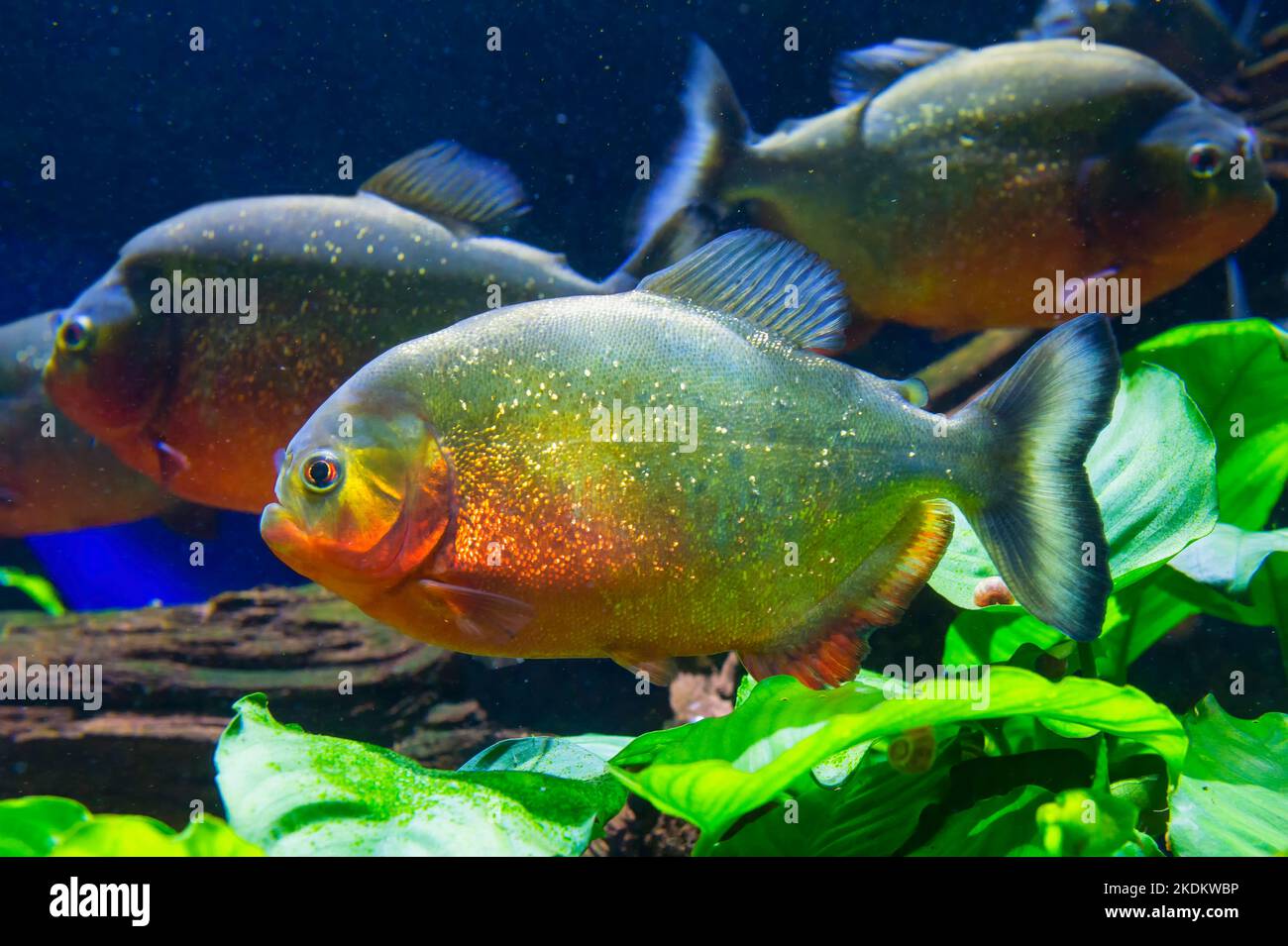 Piranha à ventre rouge ou Piranha rouge (Pygocentrus nattereri), Amazone, Brésil Banque D'Images