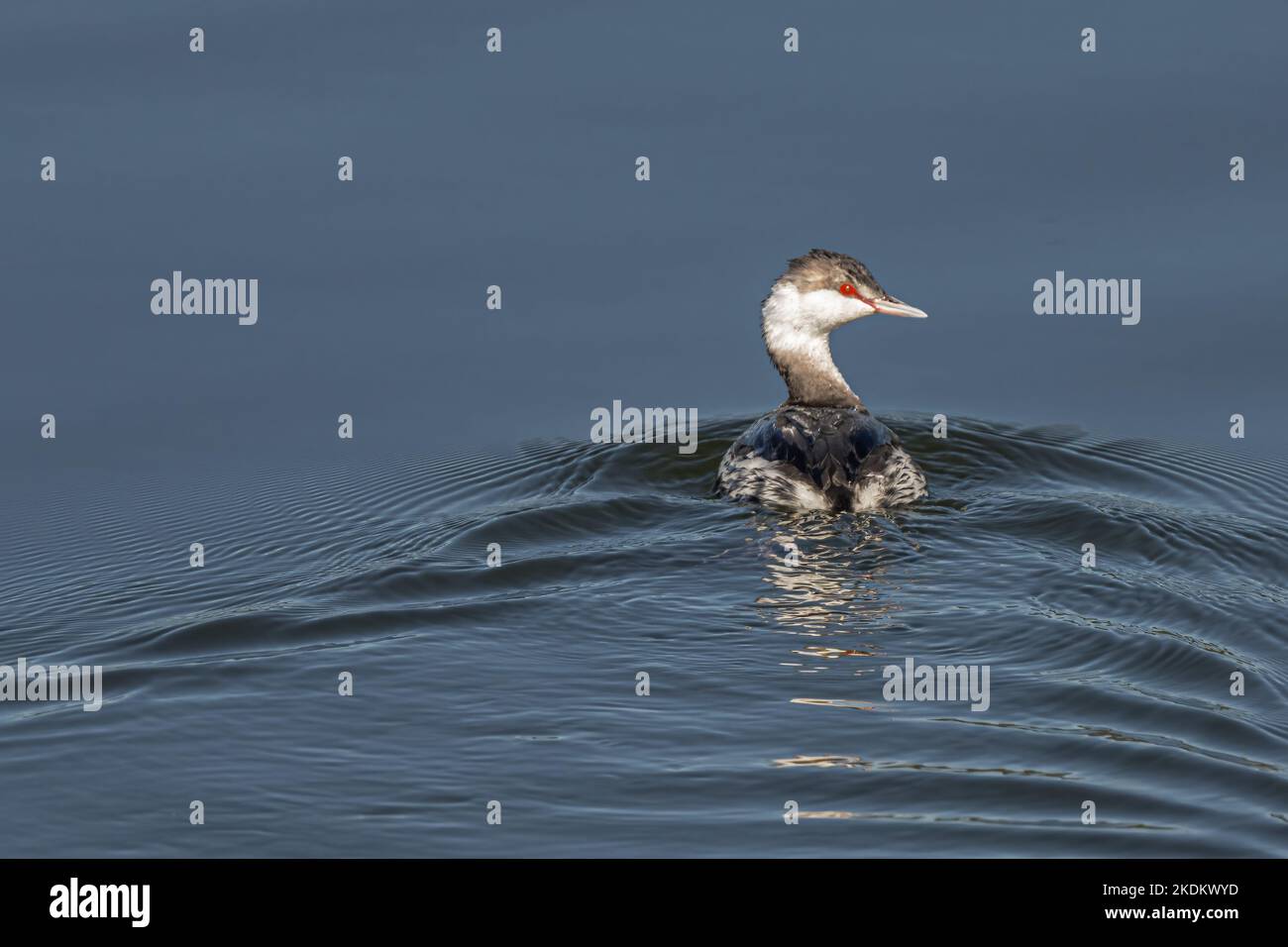 Grebe corné ou slave (Podiceps auritus) Banque D'Images