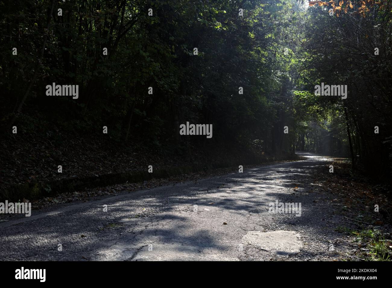 Route dans une forêt avec un couvert d'arbres au-dessus de lui et des rayons du soleil traversant les arbres Banque D'Images