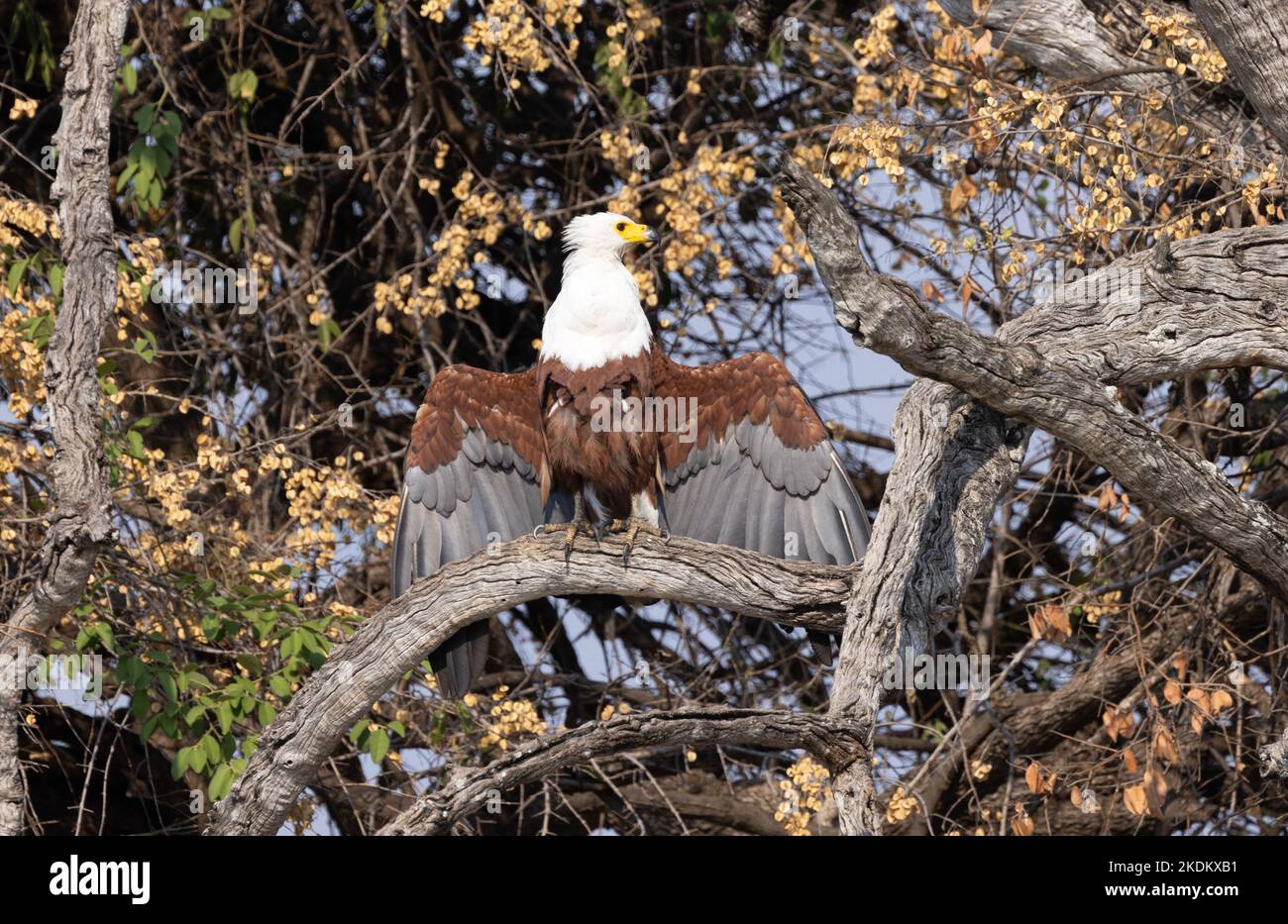 Aigle à poissons africains, Haliaeetus vocifer, séchant ses ailes perchées dans un arbre, Parc national de Chobe, Botswana Afrique. Oiseau de proie. Banque D'Images