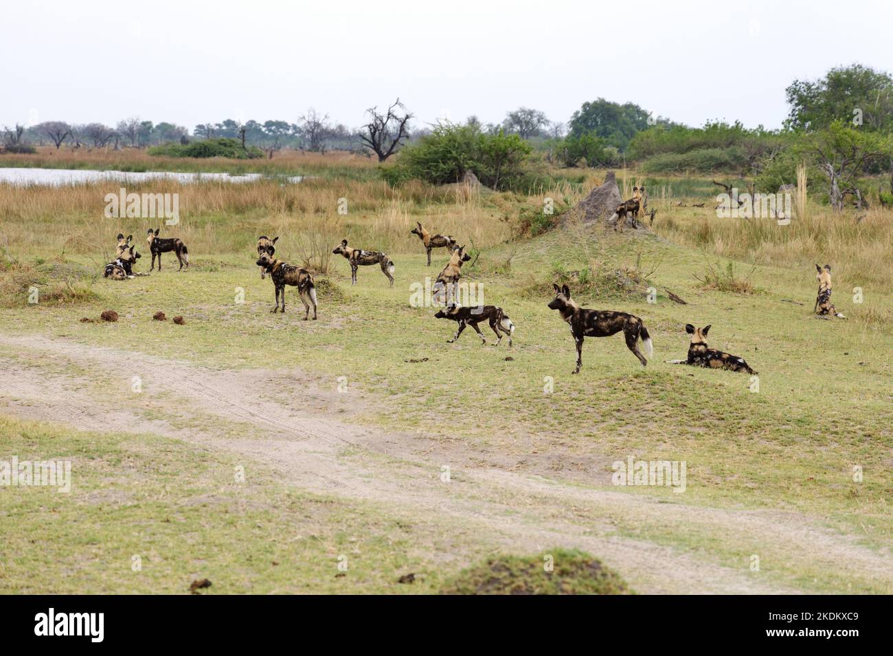 Sac pour chiens sauvages africains, Lycaon pictus, espèces en voie de disparition, groupe de chiens sauvages africains dans la réserve de gibier de Moremi, delta d'Okavango, Botswana, Afrique Banque D'Images Sac pour chiens sauvages africains, Lycaon pictus, espèces en voie de disparition, groupe de chiens sauvages africains dans la réserve de gibier de Moremi, delta d'Okavango, Botswana, Afrique Banque D'Images