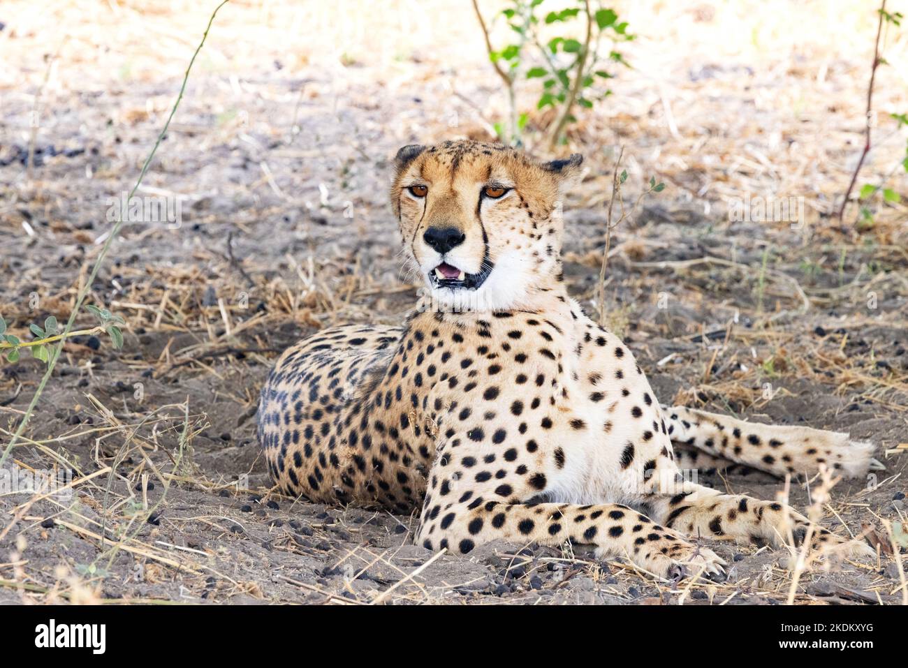 Guépard mâle adulte, Acinonyx jubatus se déchaînant sous une brousse sauvage, parc national de Chobe, Botswana Afrique. Animal en voie de disparition. Grande Cat Banque D'Images Guépard mâle adulte, Acinonyx jubatus se déchaînant sous une brousse sauvage, parc national de Chobe, Botswana Afrique. Animal en voie de disparition. Grande Cat Banque D'Images