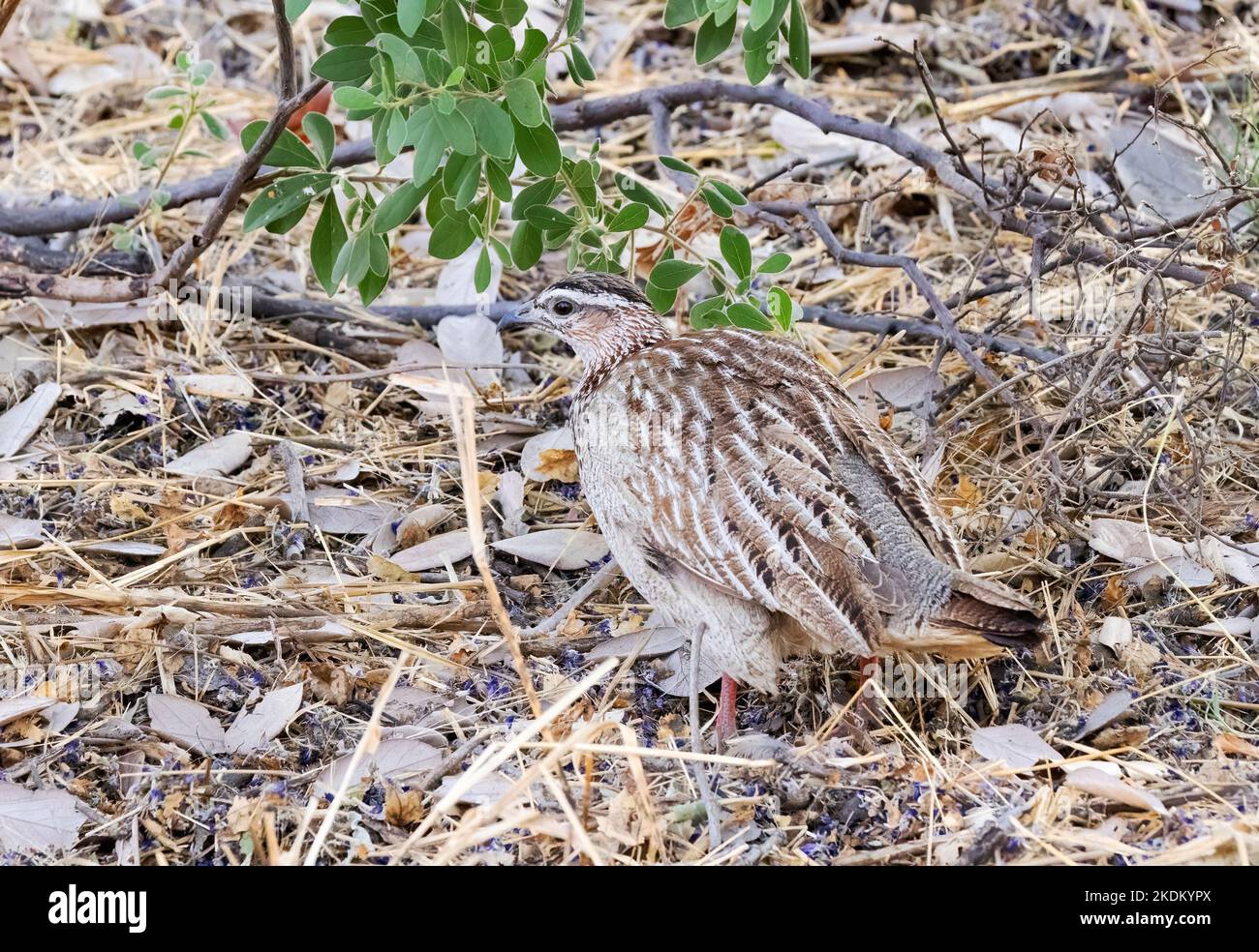 Camouflage animal - un Francolin à crête, Ortygornis sephaena, sur le terrain, delta d'Okavango, Botswana Afrique. Oiseaux d'Afrique. Banque D'Images