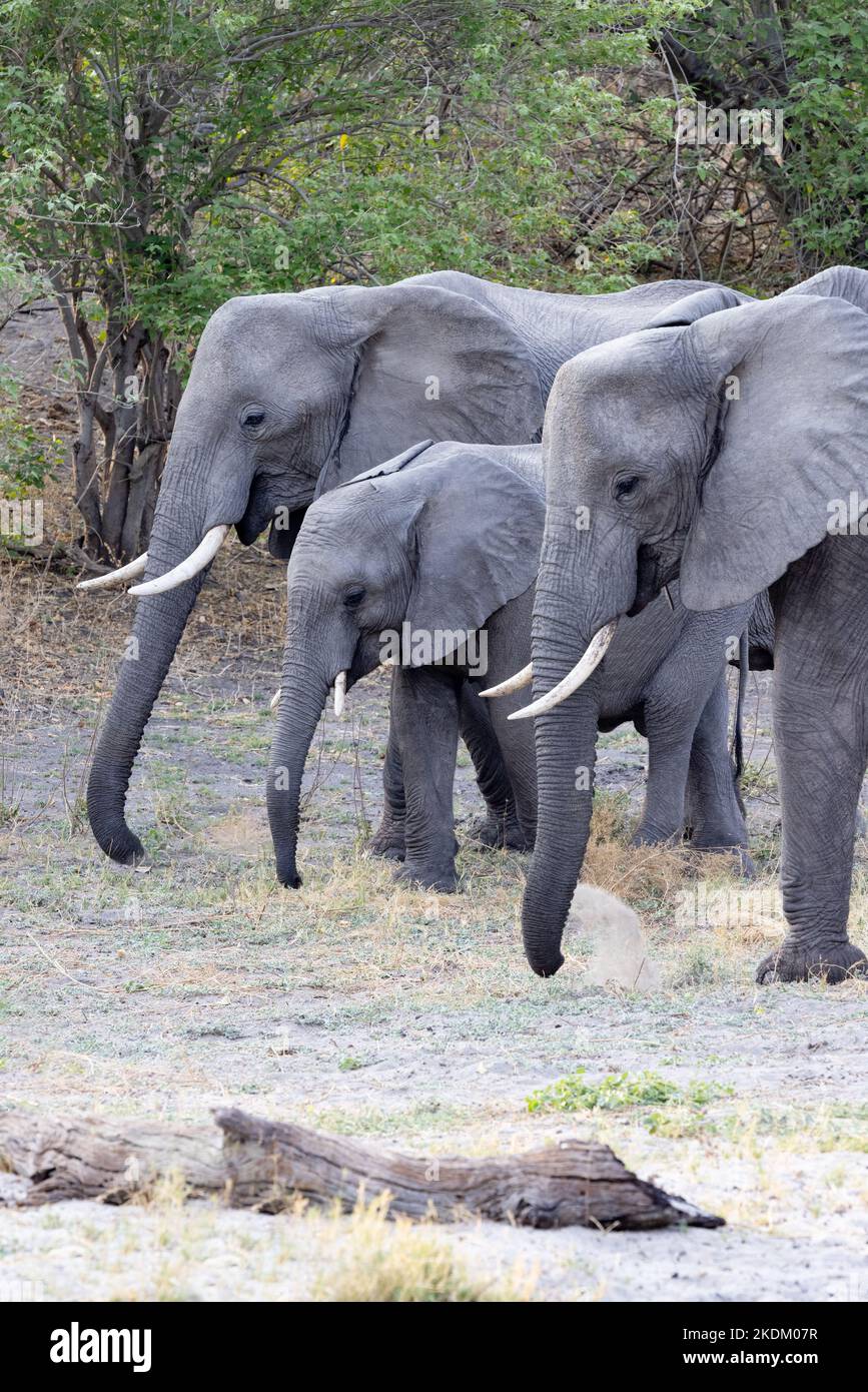 Trois éléphants africains, Loxodonta Africana, Savuti, Chobe National Park Botswana Africa. L'Afrique est un imal. Banque D'Images
