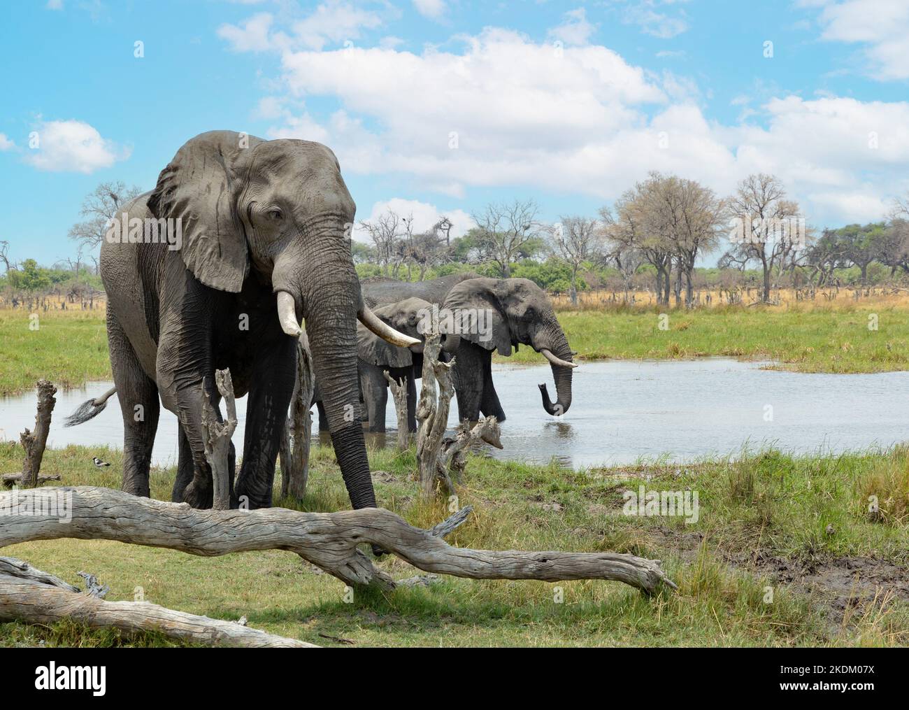 Éléphants d'Afrique Botswana. Éléphant d'Afrique, Loxodonta africana dans le delta d'Okavango, Afrique. Paysage avec animaux; Botswana Afrique. Banque D'Images