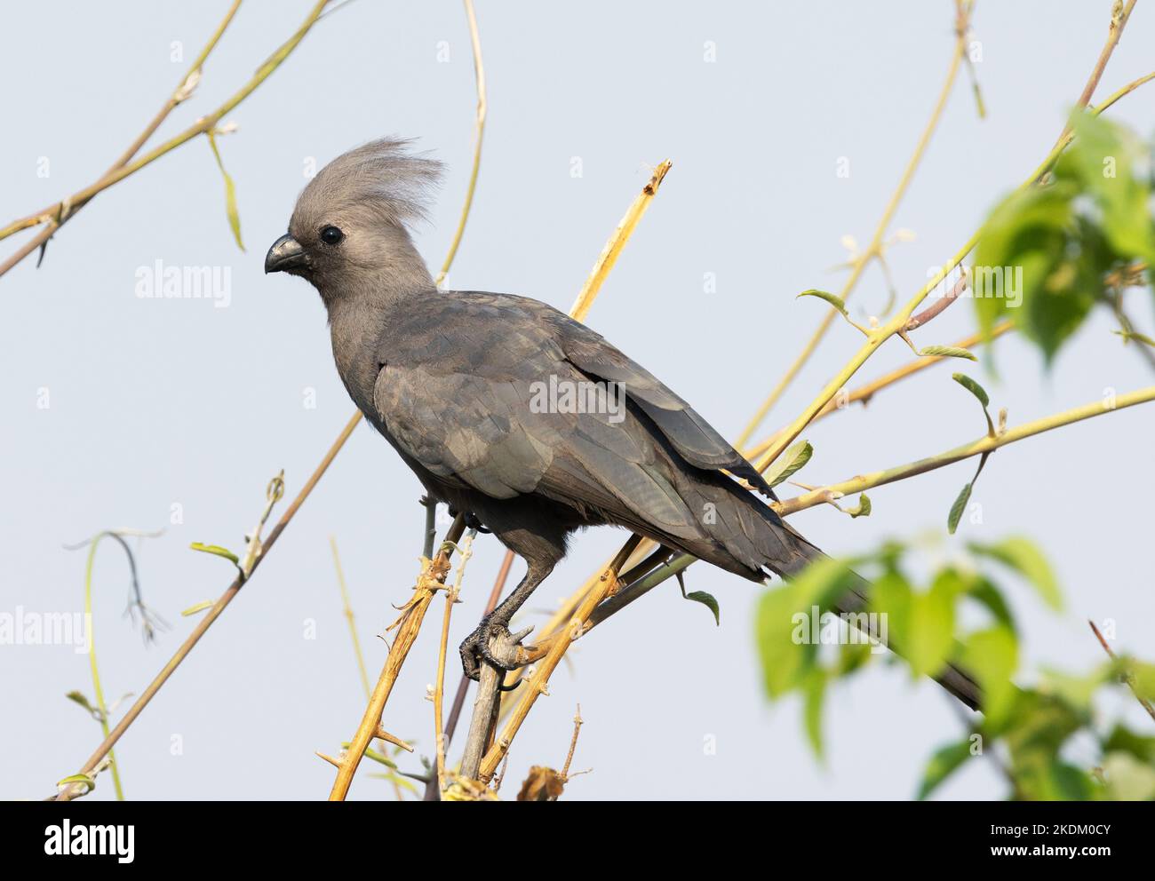 Go-away-Bird gris, Corythaixoides concolor, alias. Gray Lourie, Gray Loerie ou Kwevegel, delta d'Okavango, Botswana Afrique. Oiseau africain. Banque D'Images