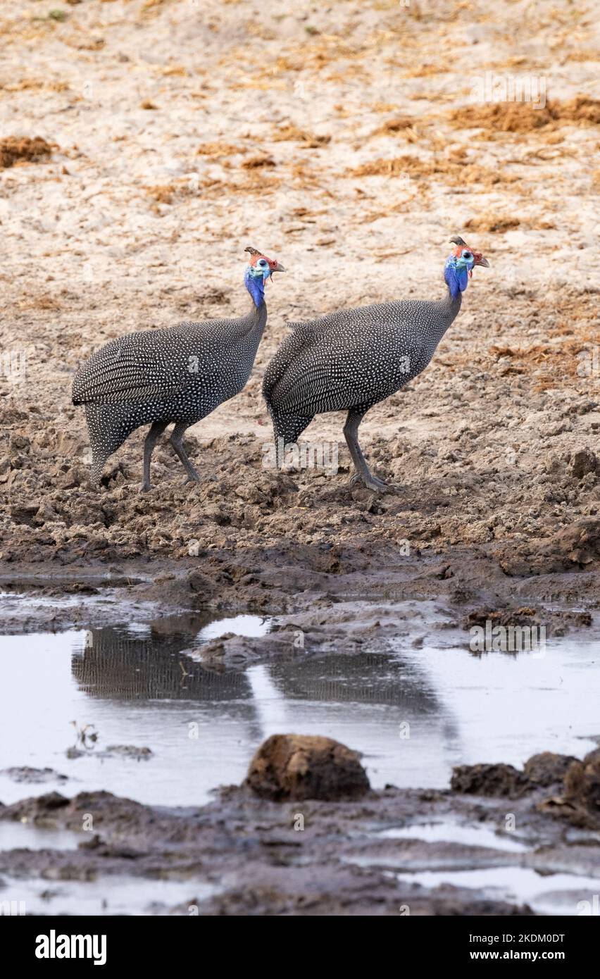 Deux guineafhibou d'Helmachol, Numida meleagris, dans un trou d'eau, Savuti, parc national de Chobe, Botwana Afrique. Oiseaux africains. Banque D'Images
