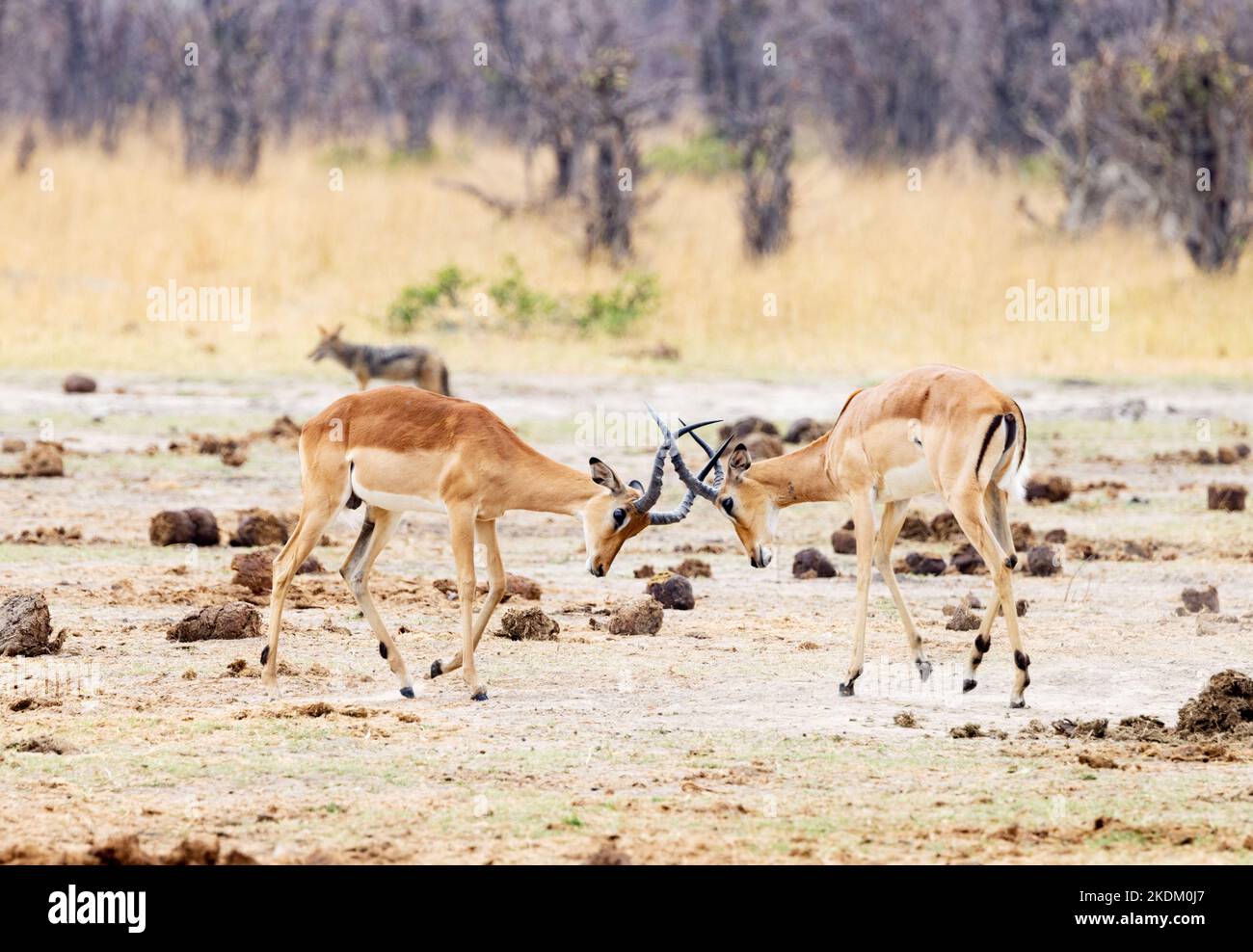 Deux hommes qui combattent des impalas, Aepyceros melampus, parc national de Chobe, Botswana, Afrique. Antilope africaine. Banque D'Images
