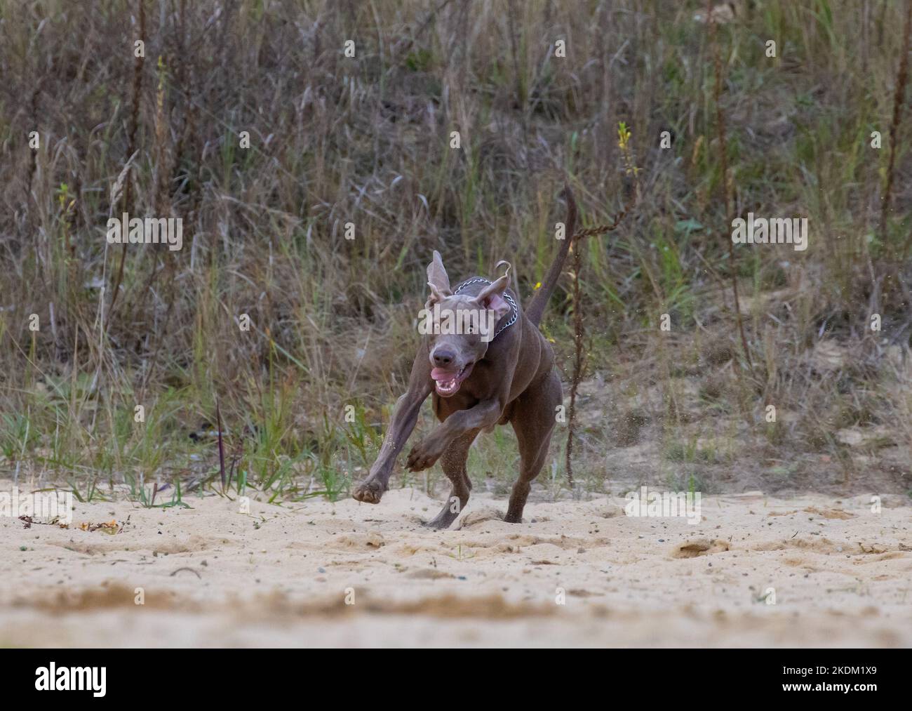 Pointeur court Weimaraner. Magnifique beagle marron. Chien de race sur le paddock. Banque D'Images