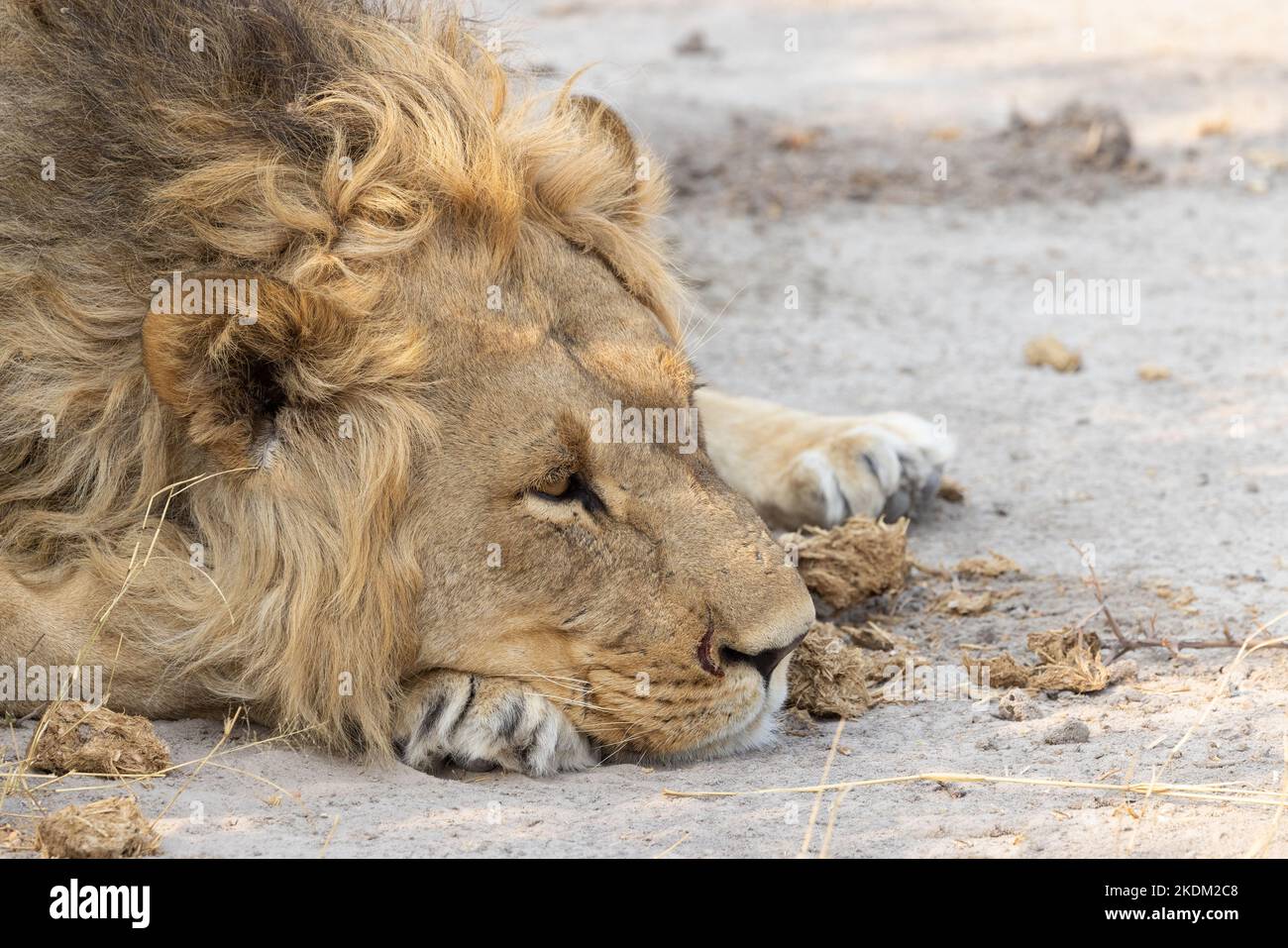 Gros plan de la tête et de la manie du lion mâle au repos, parc national de Chobe Botswana Afrique. Concept - repos, fatigue, détente, animal réfléchi. Banque D'Images