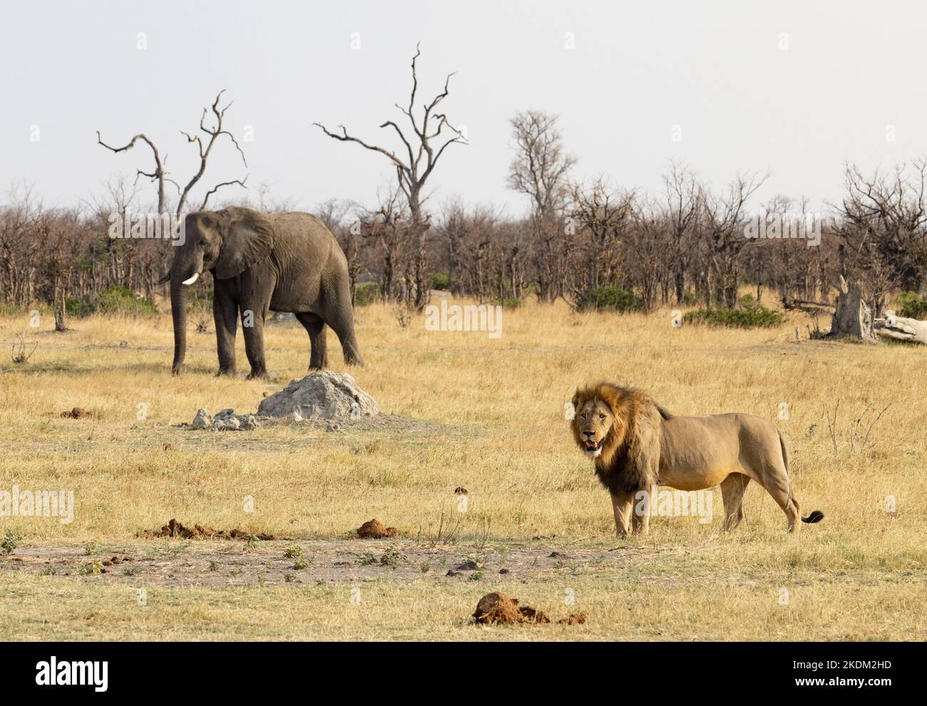 Paysage Africain Avec Lion M le Adulte Et l phant Dans Les Prairies 