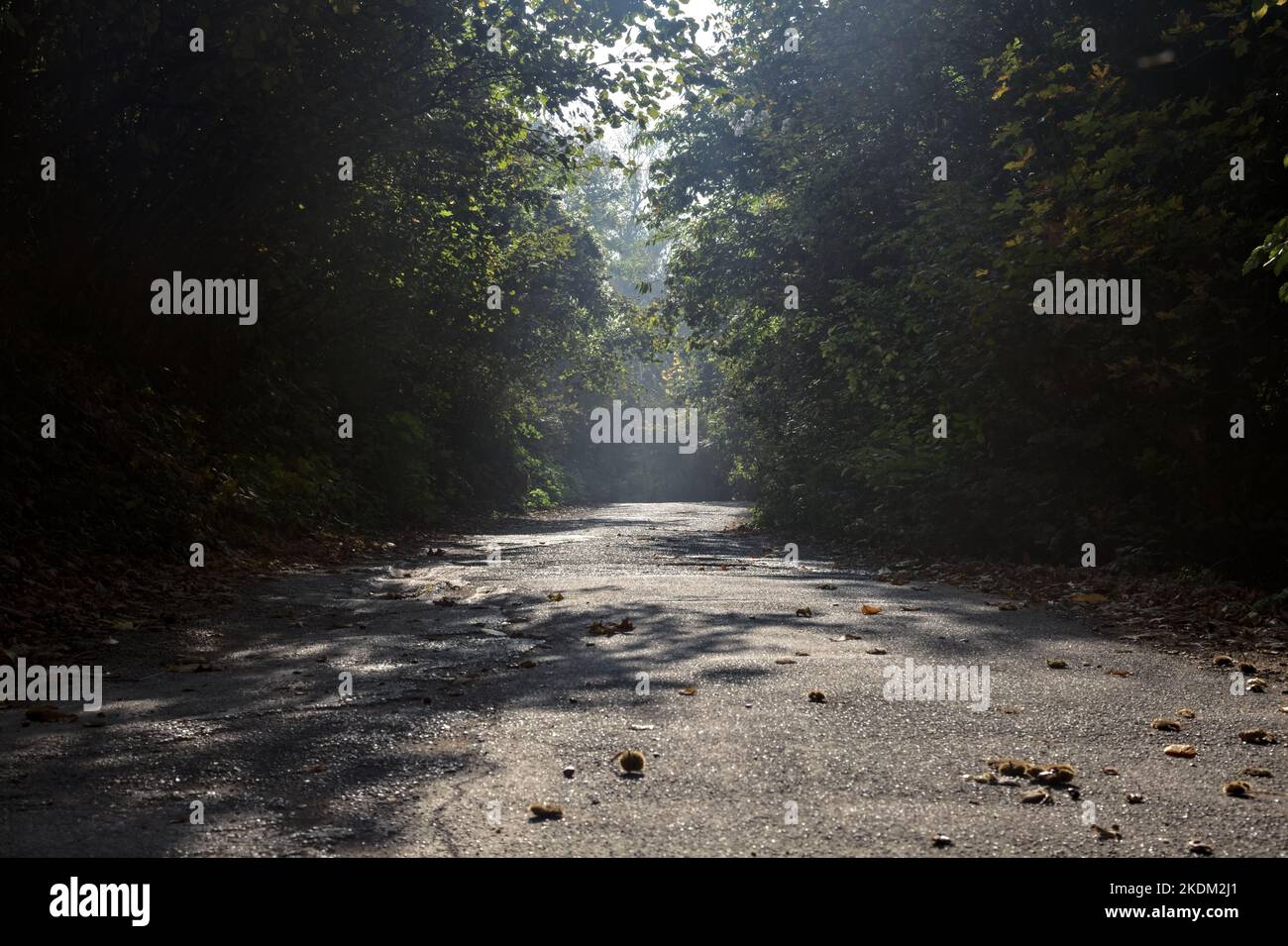 Route dans une forêt avec un couvert d'arbres au-dessus de lui et des rayons du soleil traversant les arbres Banque D'Images