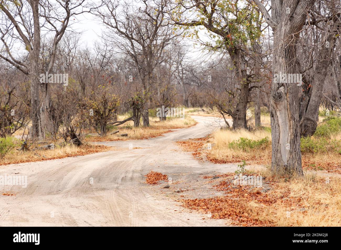 Paysage africain; forêt d'arbres de Mopani et route dans la réserve de gibier de Moremi, delta d'Okavango, Botswana Afrique. Paysages africains Banque D'Images