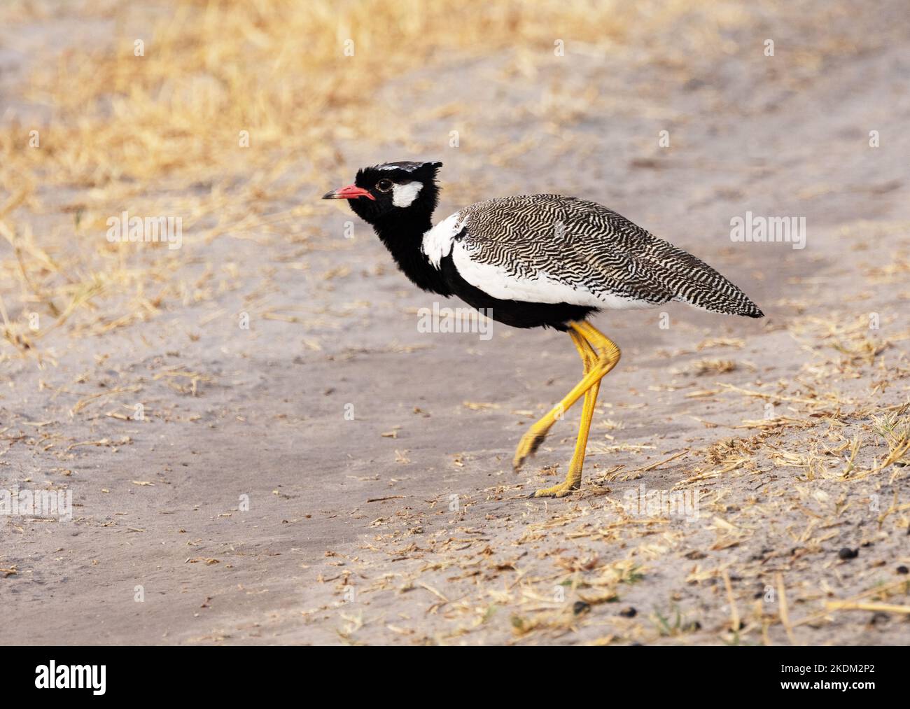 Adulte homme Nord Noir Korhaan oiseau, alias White Quilled Bustard, Afrotis afraoides; Savuti, Chobe National Park, Botswana Afrique. Oiseaux africains. Banque D'Images