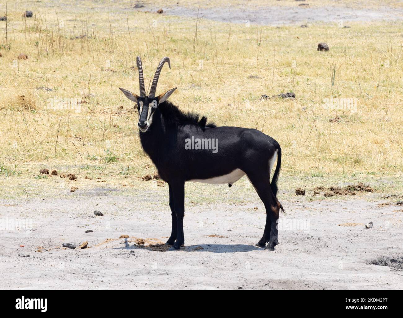 Antelope mâle de sable, Hippotragus niger, grand antilope d'Afrique australe; vue latérale; Parc national de Chobe Botswana Afrique. Antilopes africains. Banque D'Images