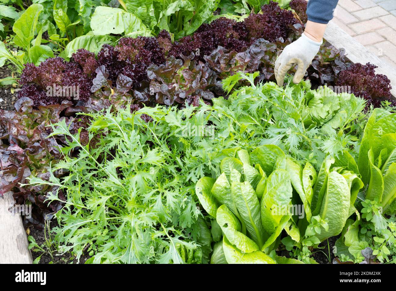 Culture de légumes Grande-Bretagne; Un jardinier cueillant la laitue rouge et verte dans un lit de légumes de jardin, Royaume-Uni Banque D'Images