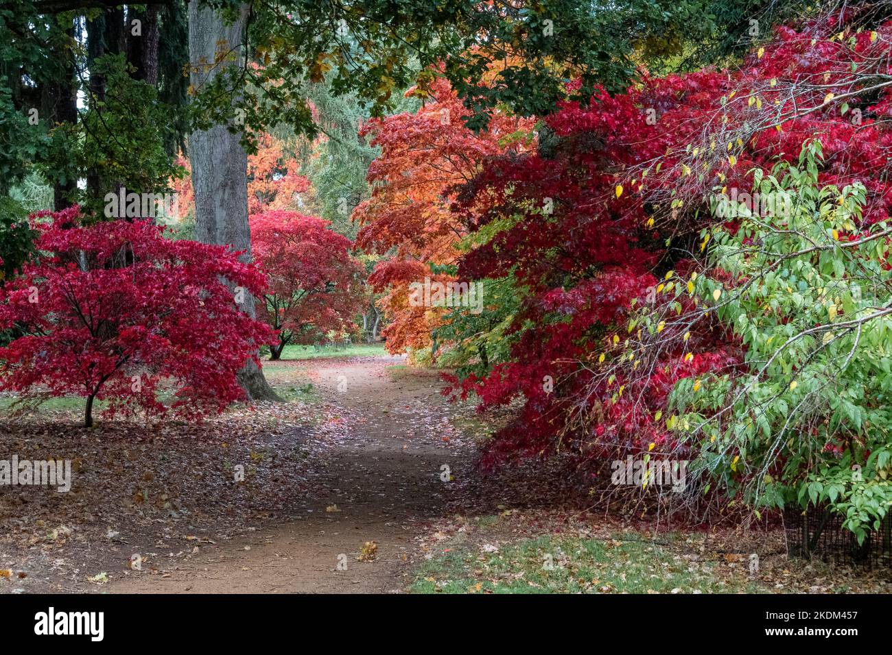 Acer arbres dans leurs couleurs de la saison d'automne Banque D'Images