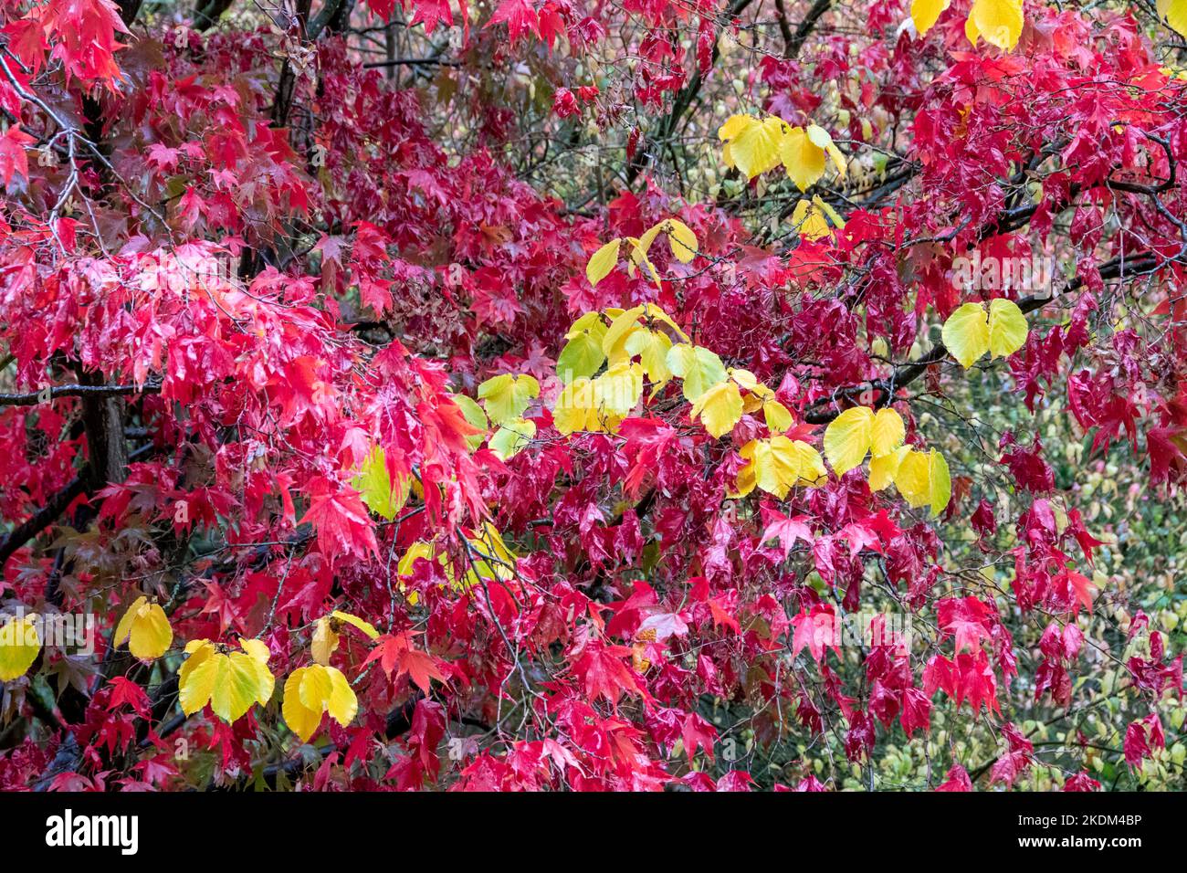 Feuilles rouges acer contrastant avec les feuilles jaunes en automne Banque D'Images