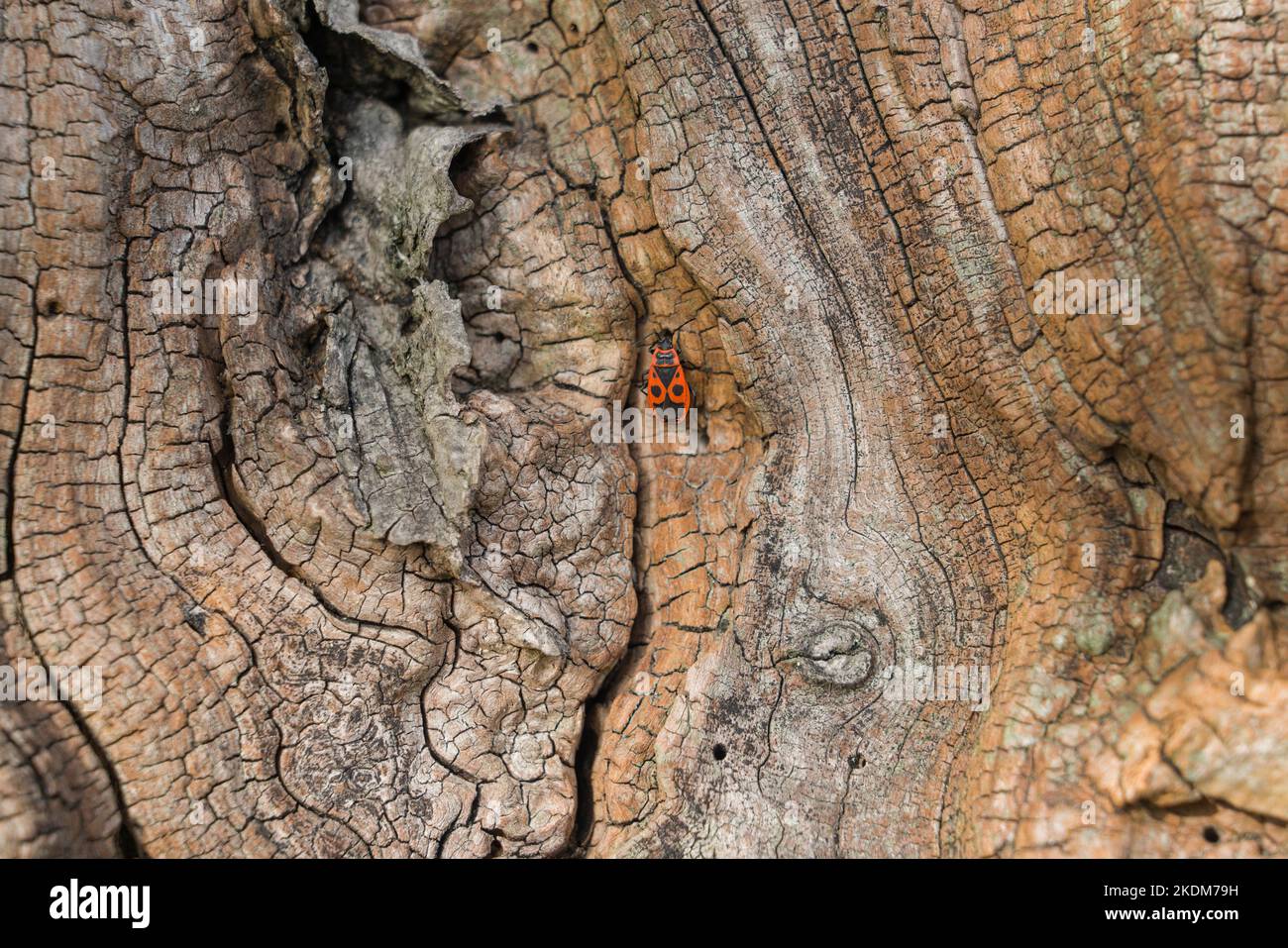 structures en bois altérées avec un foyer Banque D'Images