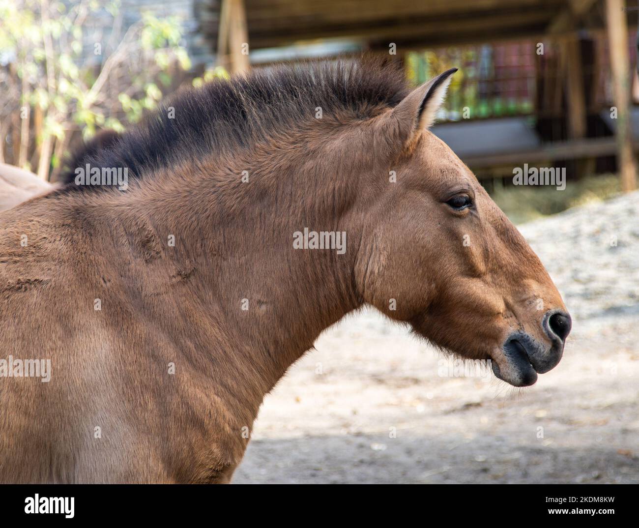 Le cheval de Przewalski. Portrait de chevaux bruns. Visage animal dans le profil. Banque D'Images