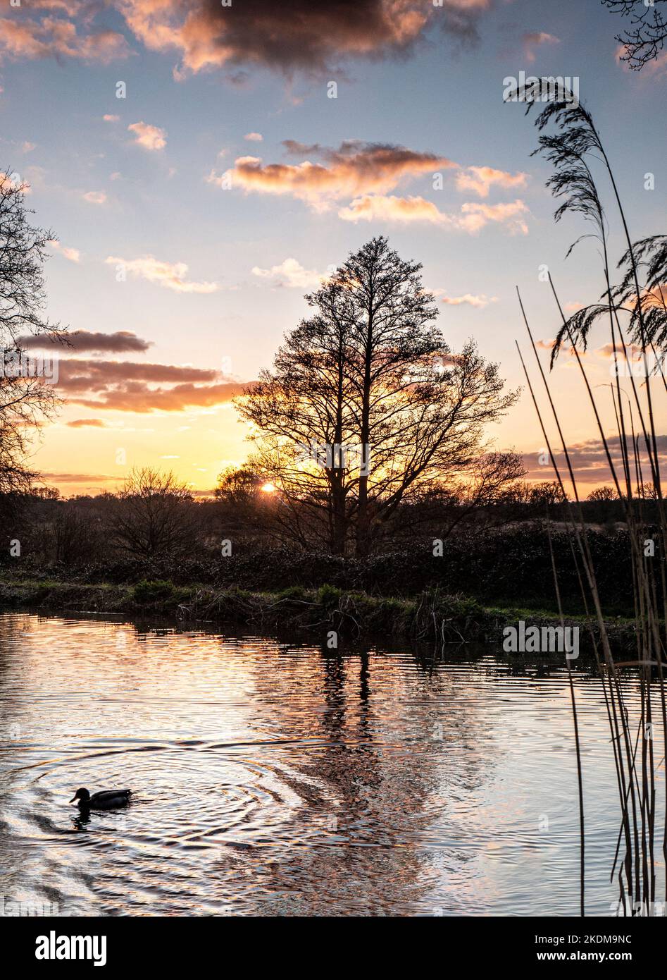 River Wey hiver coucher de soleil crépuscule avec un canard collard se dirigeant vers son refuge de nuit, River Wey Ripley Surrey Royaume-Uni Banque D'Images