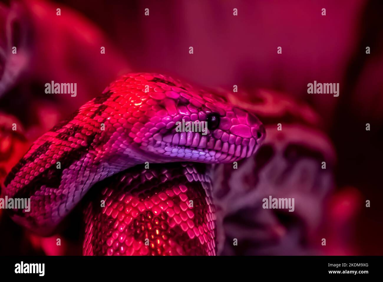 Anaconda serpent à la lumière d'une lampe rouge. Python animal. Banque D'Images