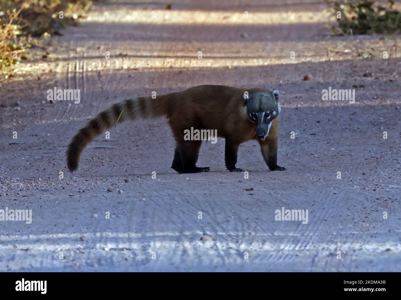 Coati sud-américain (Nasua nasua) adulte traversant la route de terre Pantanal, Brésil. Juillet Banque D'Images